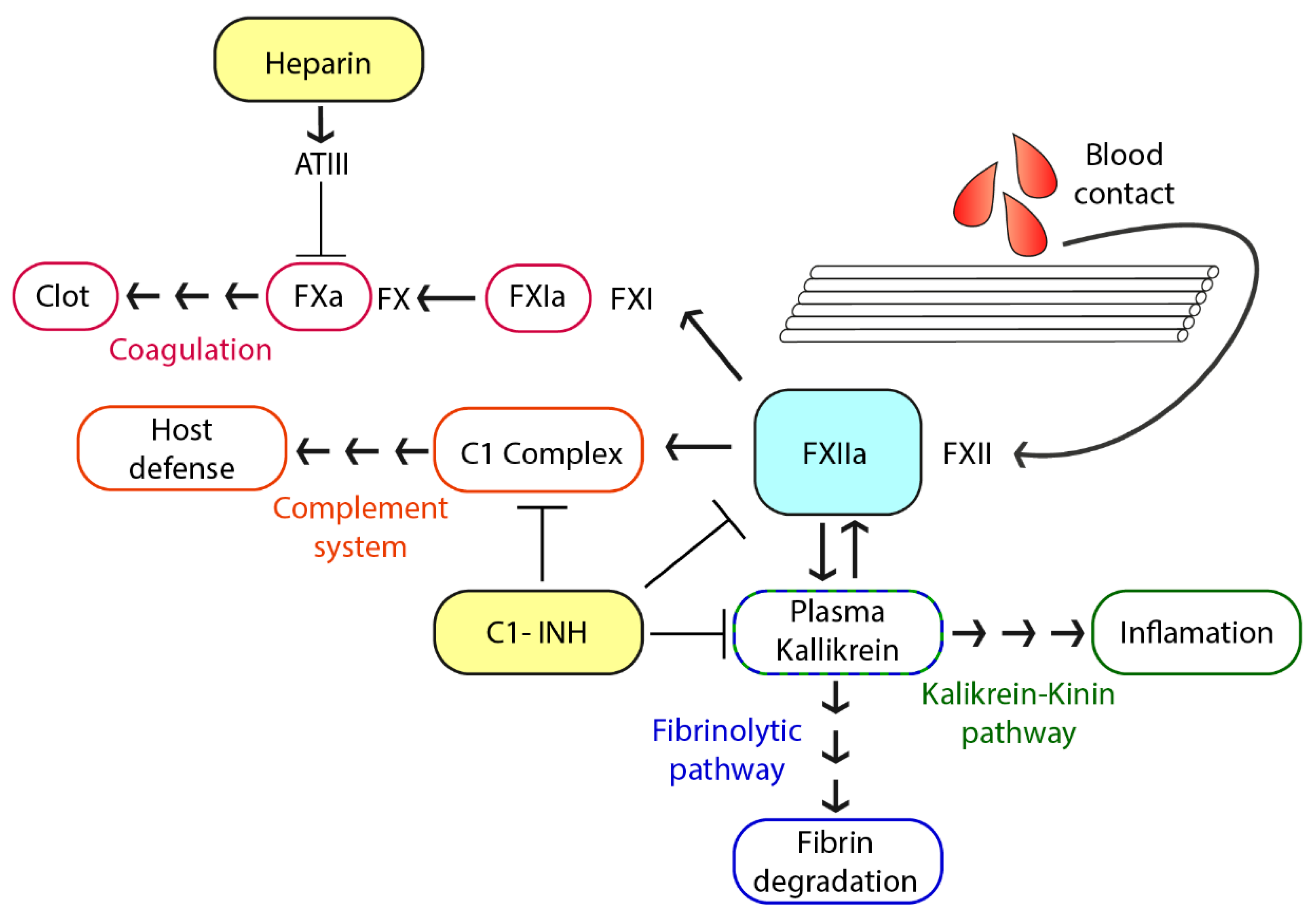 Biomolecules Free Full Text A Novel C1 Esterase Inhibitor Oxygenator Coating Prevents Fxii 4915