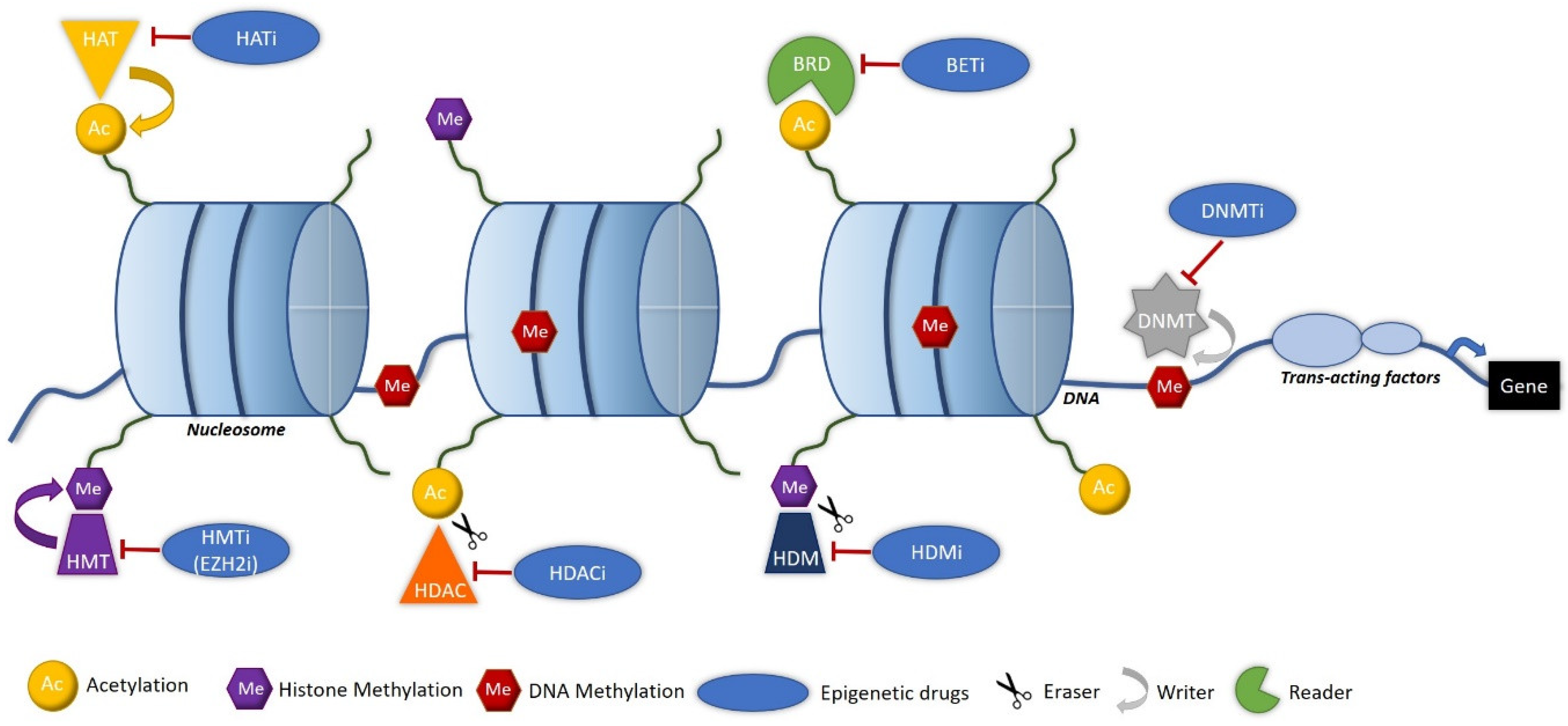 Biomolecules 10 01061 g004 Biomolecules 10 01061 g004