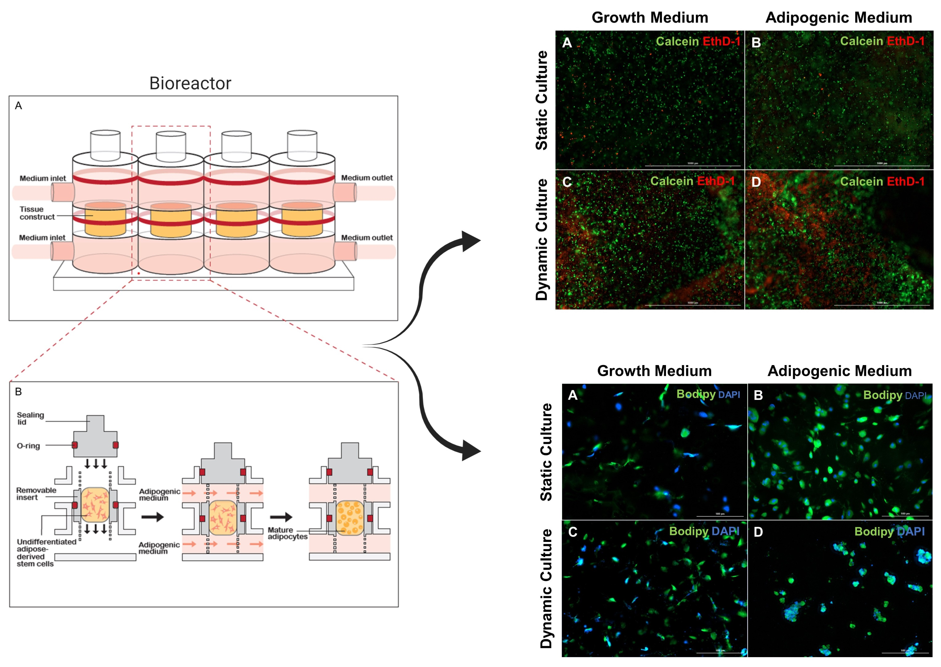 Biomolecules Free Full Text Adipose Tissue Derived Stem Cells Retain Their Adipocyte Differentiation Potential In Three Dimensional Hydrogels And Bioreactors