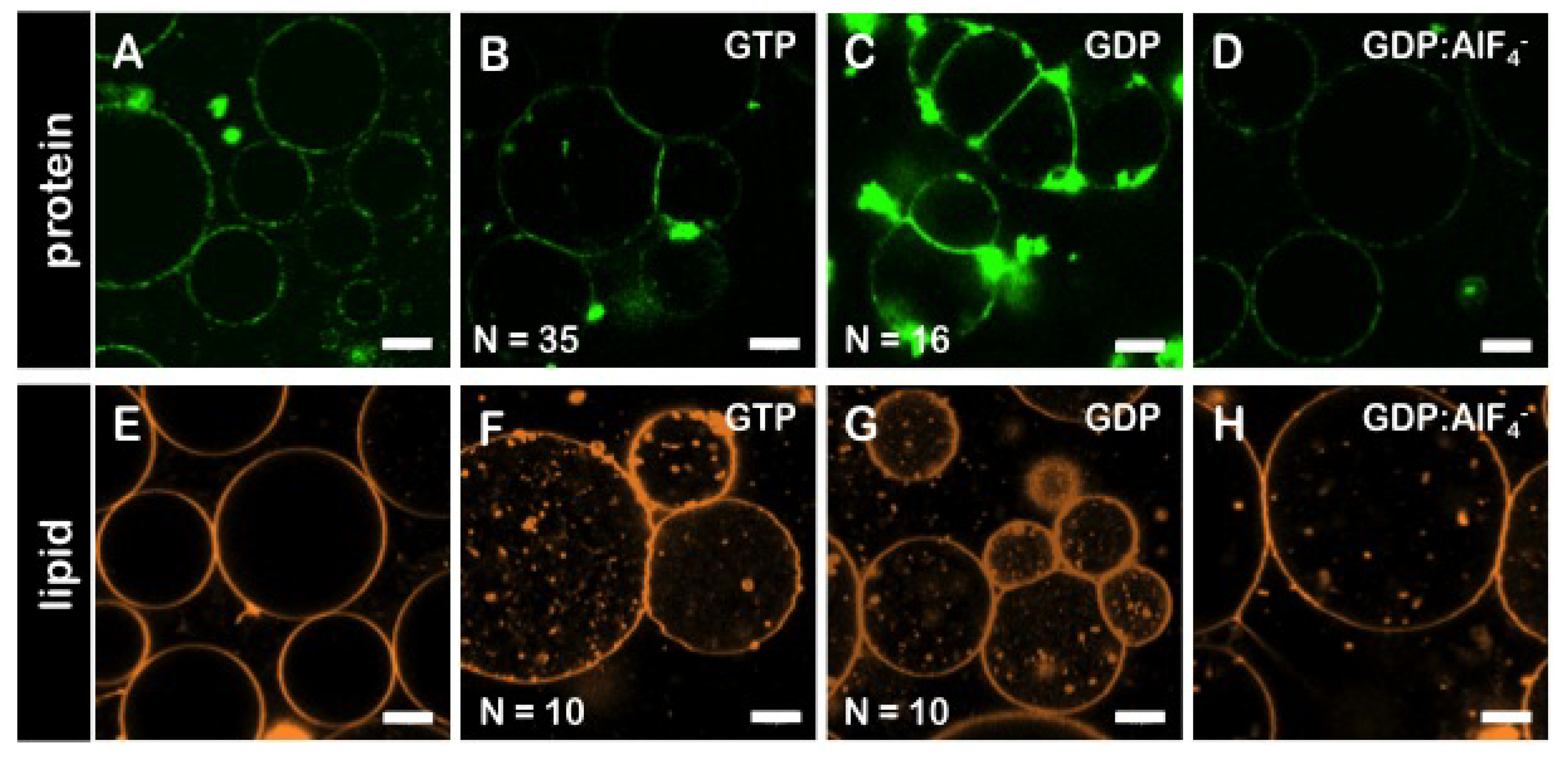 Biomolecules 10 01085 g004 Biomolecules 10 01085 g004