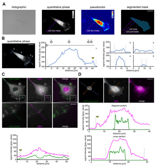 Biomolecules | Free Full-Text | Quantitative Phase Imaging of