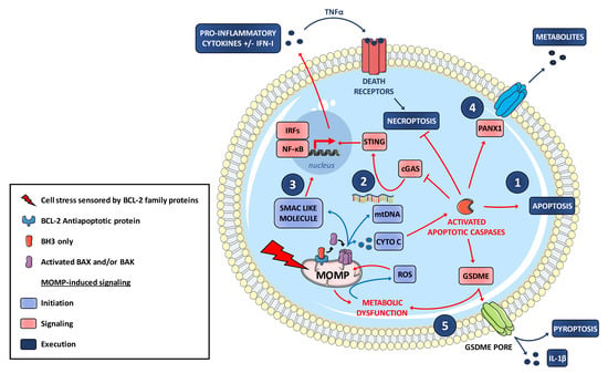 A. In cancer cells, excessive production of BCL-2 sequesters and