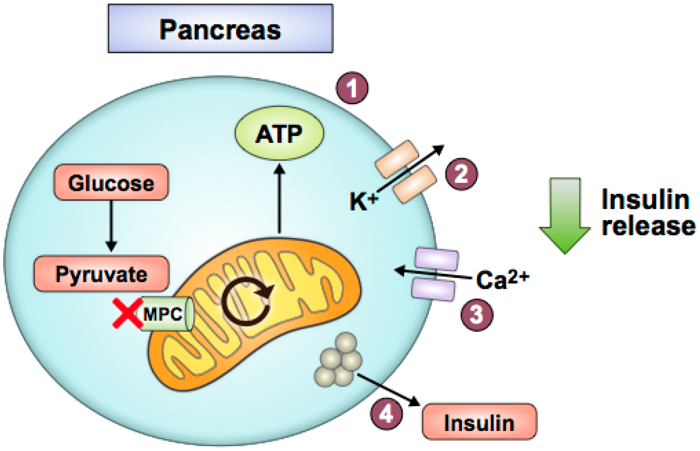 Biomolecules 10 01162 g004 Biomolecules 10 01162 g004
