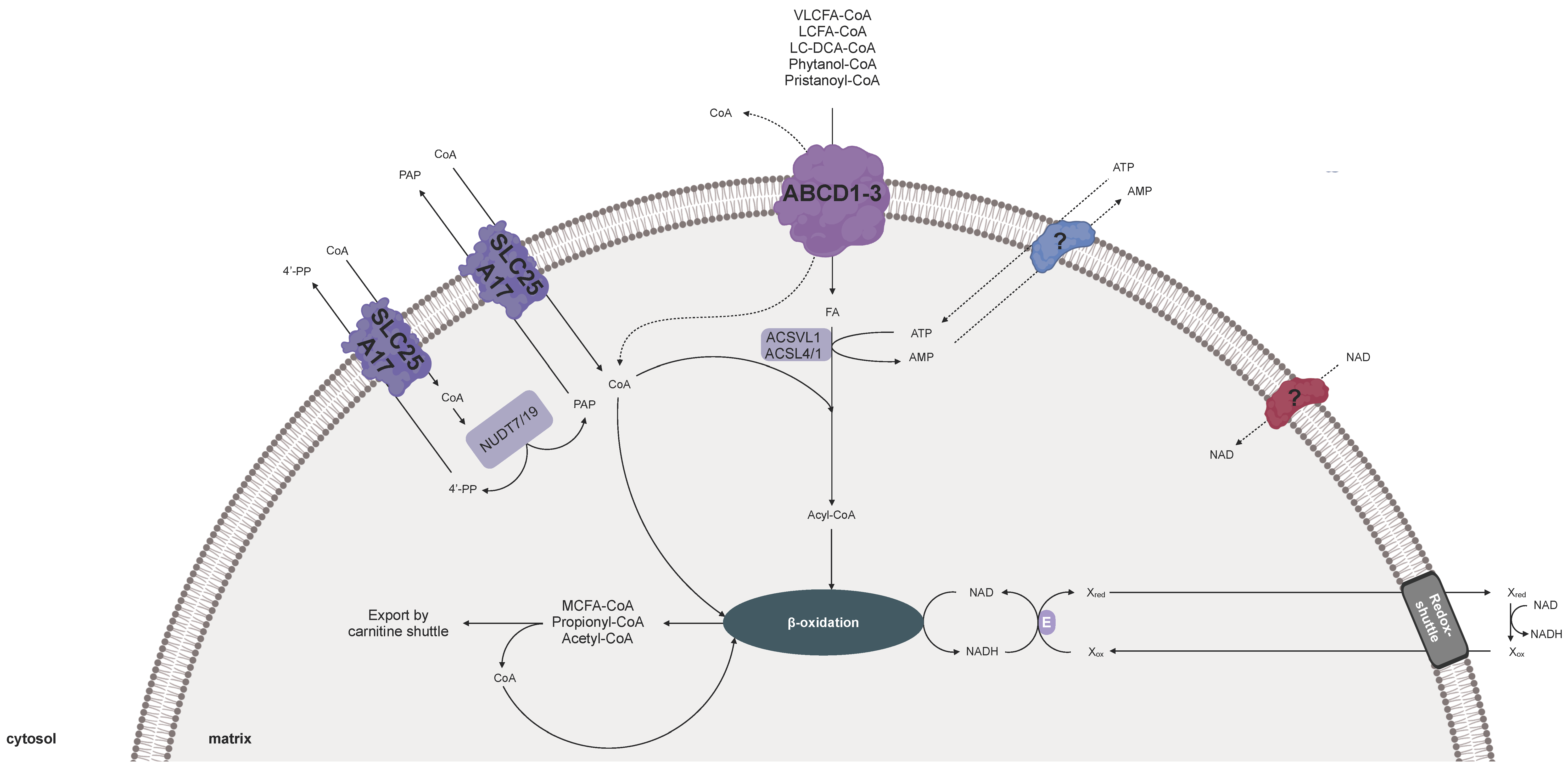Biomolecules 10 01174 g002 Biomolecules 10 01174 g002