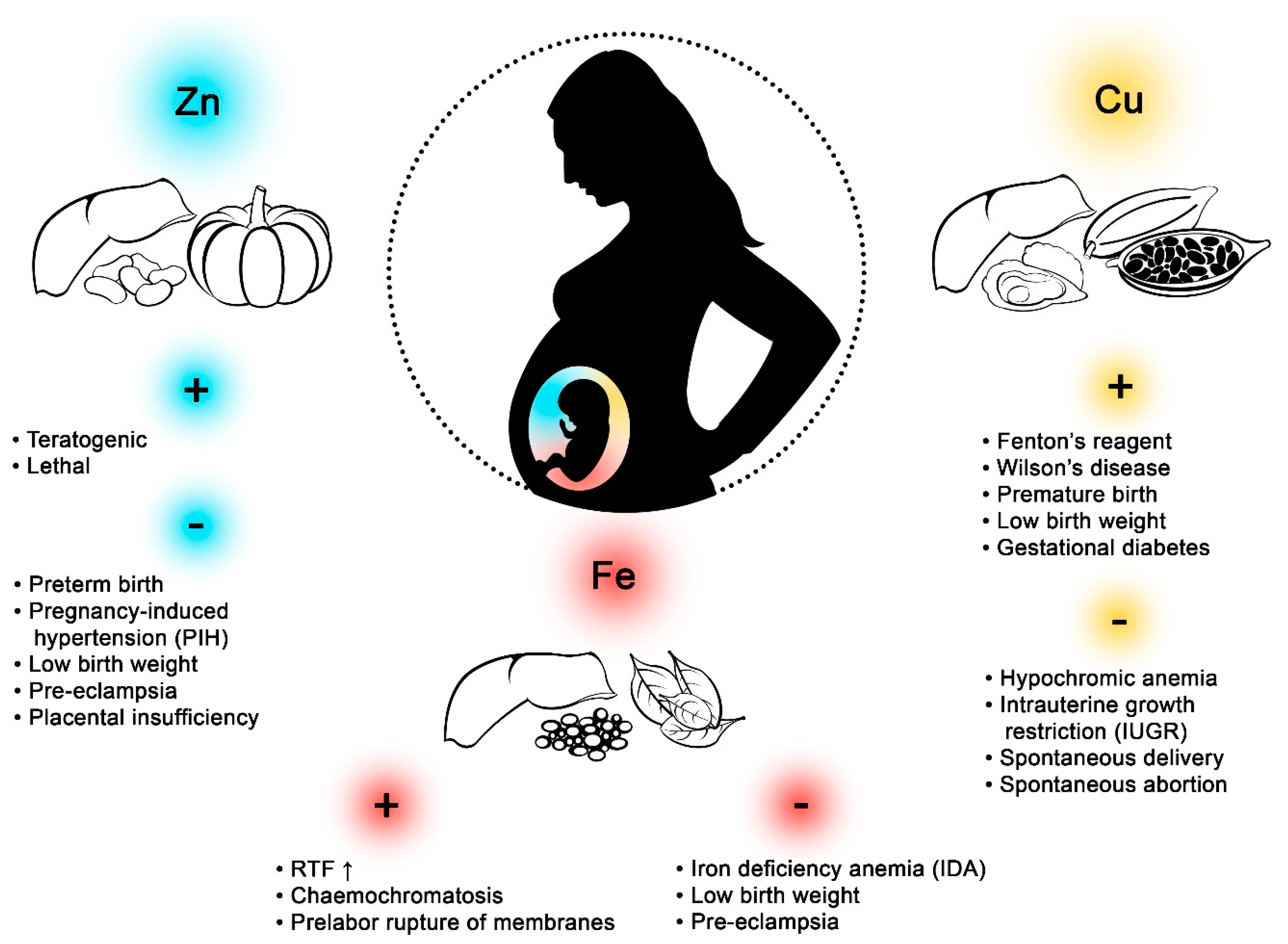 Biomolecules | Free Full-Text | The Role of Fe, Zn, and Cu in Pregnancy |  HTML