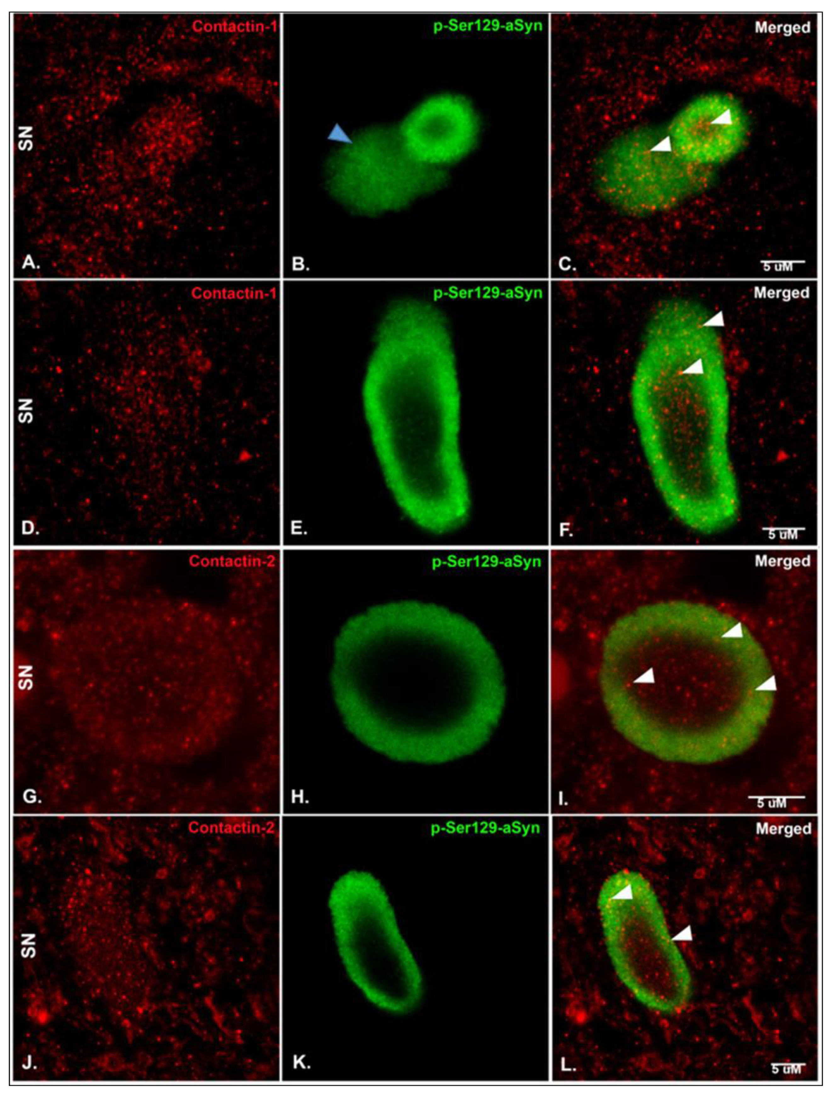 Biomolecules 10 01177 g003 Biomolecules 10 01177 g003