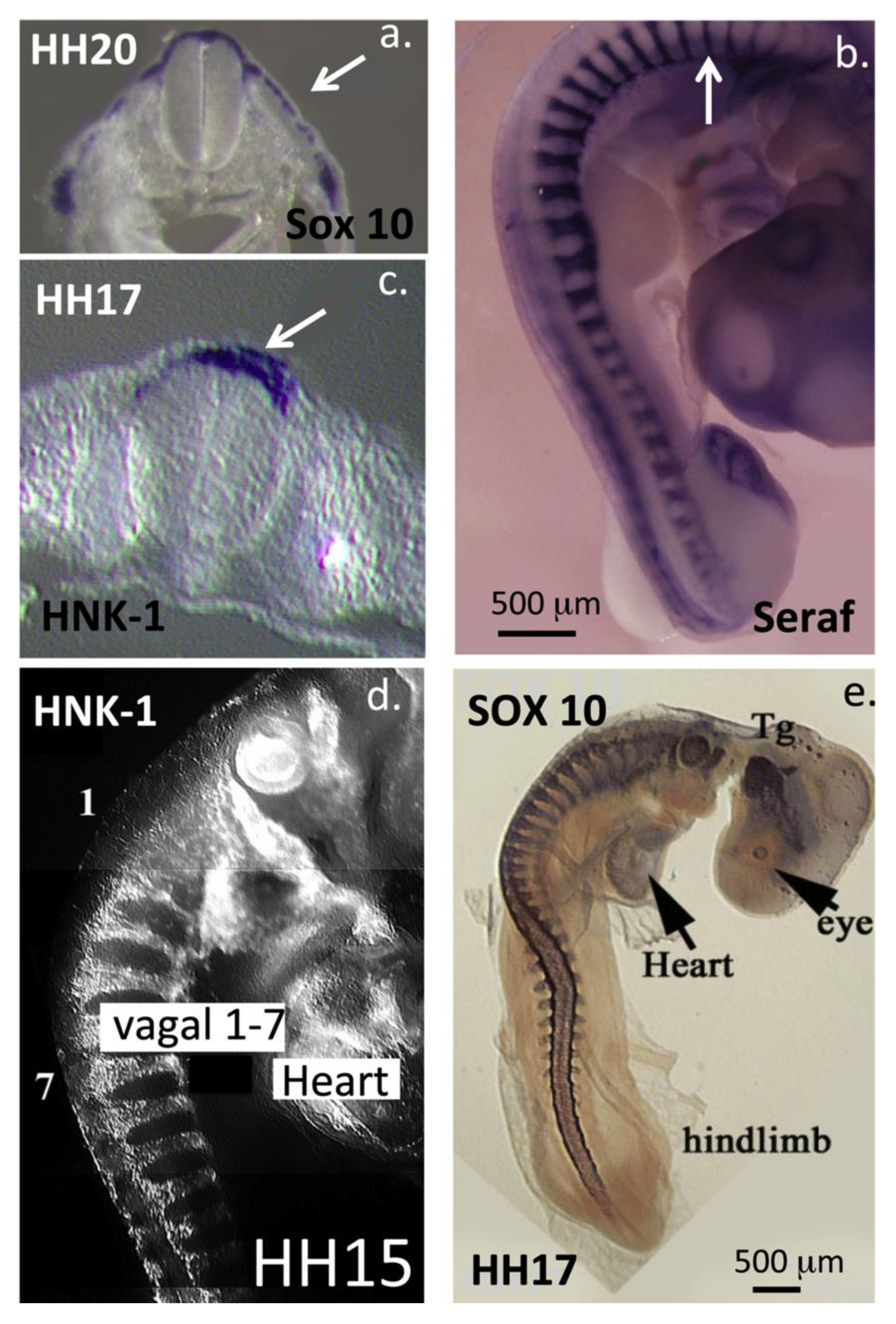 Biomolecules 10 01244 g008