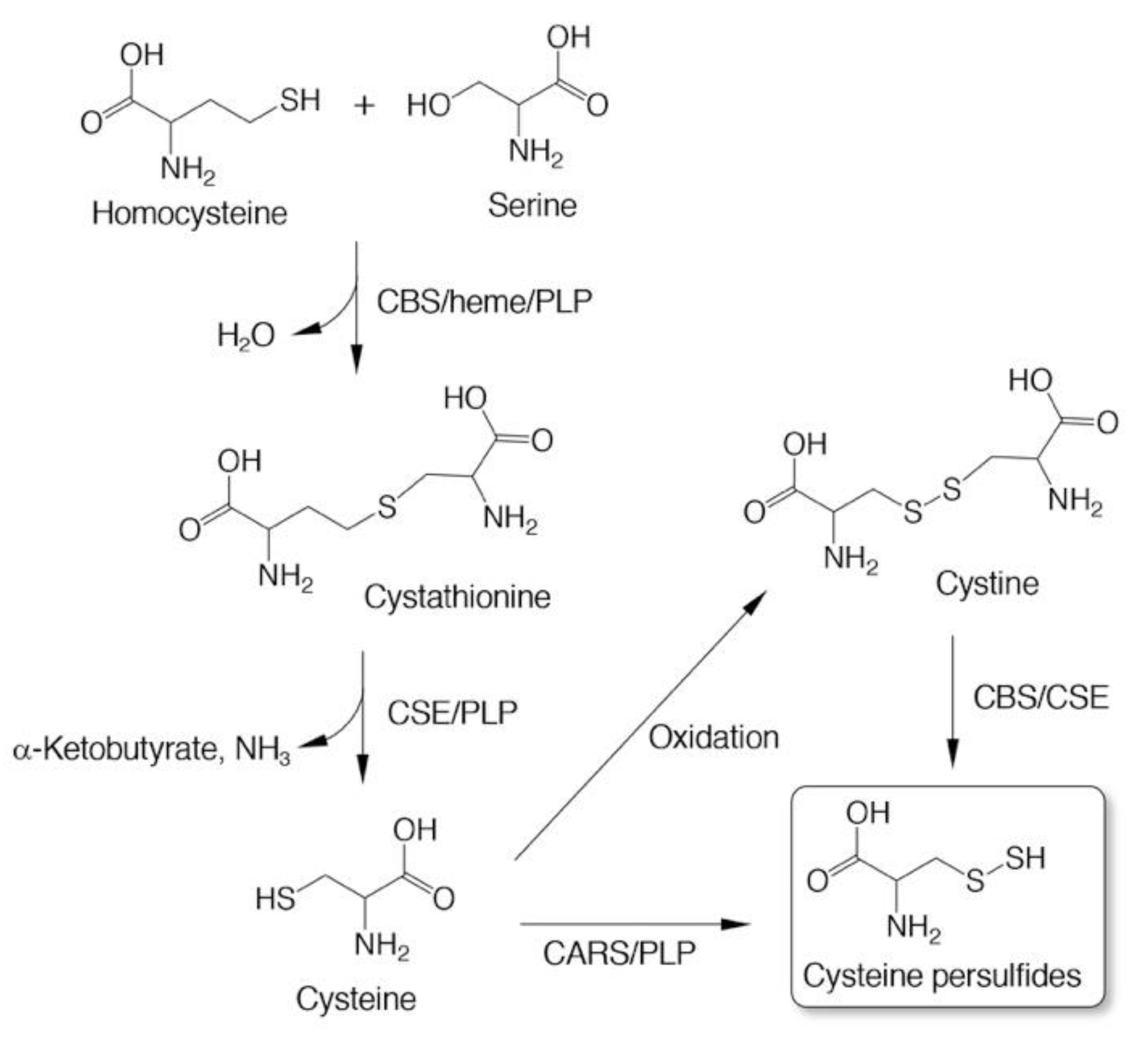 Biomolecules 10 01245 g002