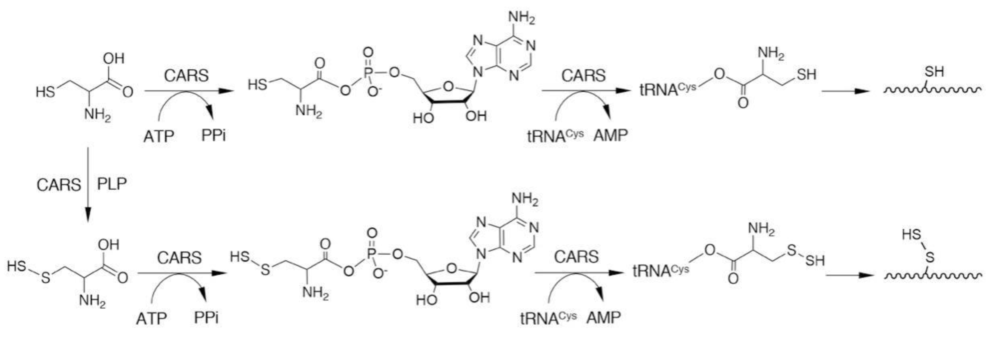 Biomolecules 10 01245 g003