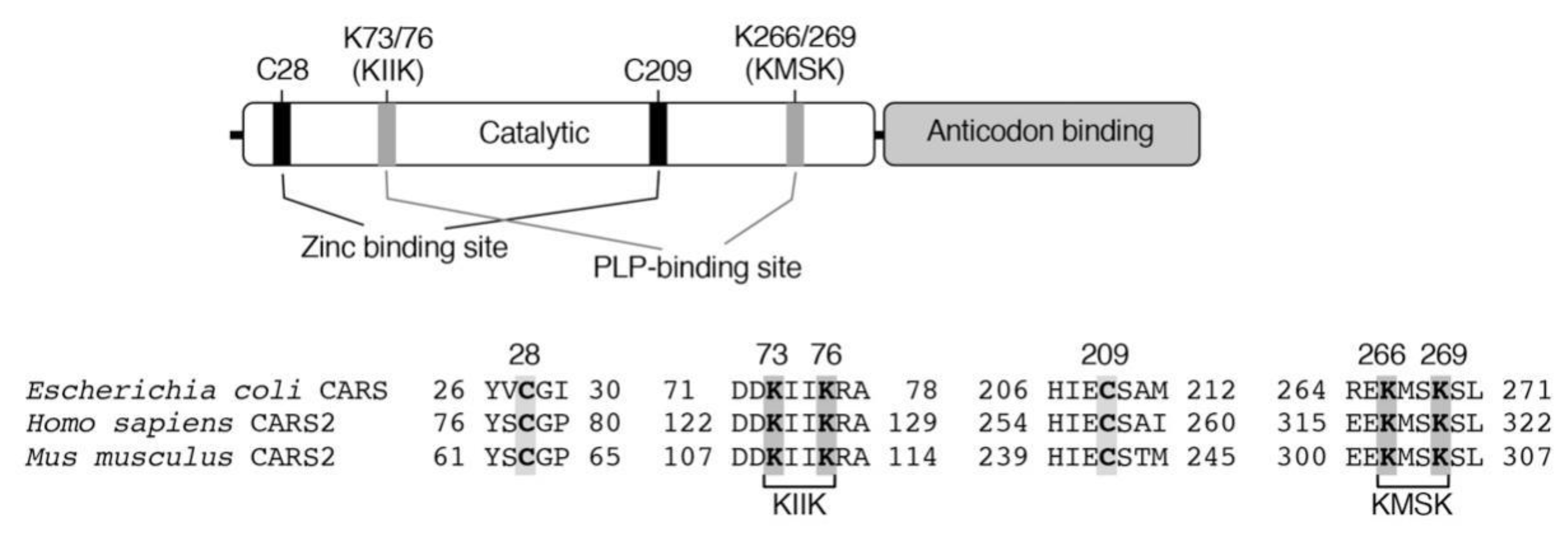 Biomolecules 10 01245 g004