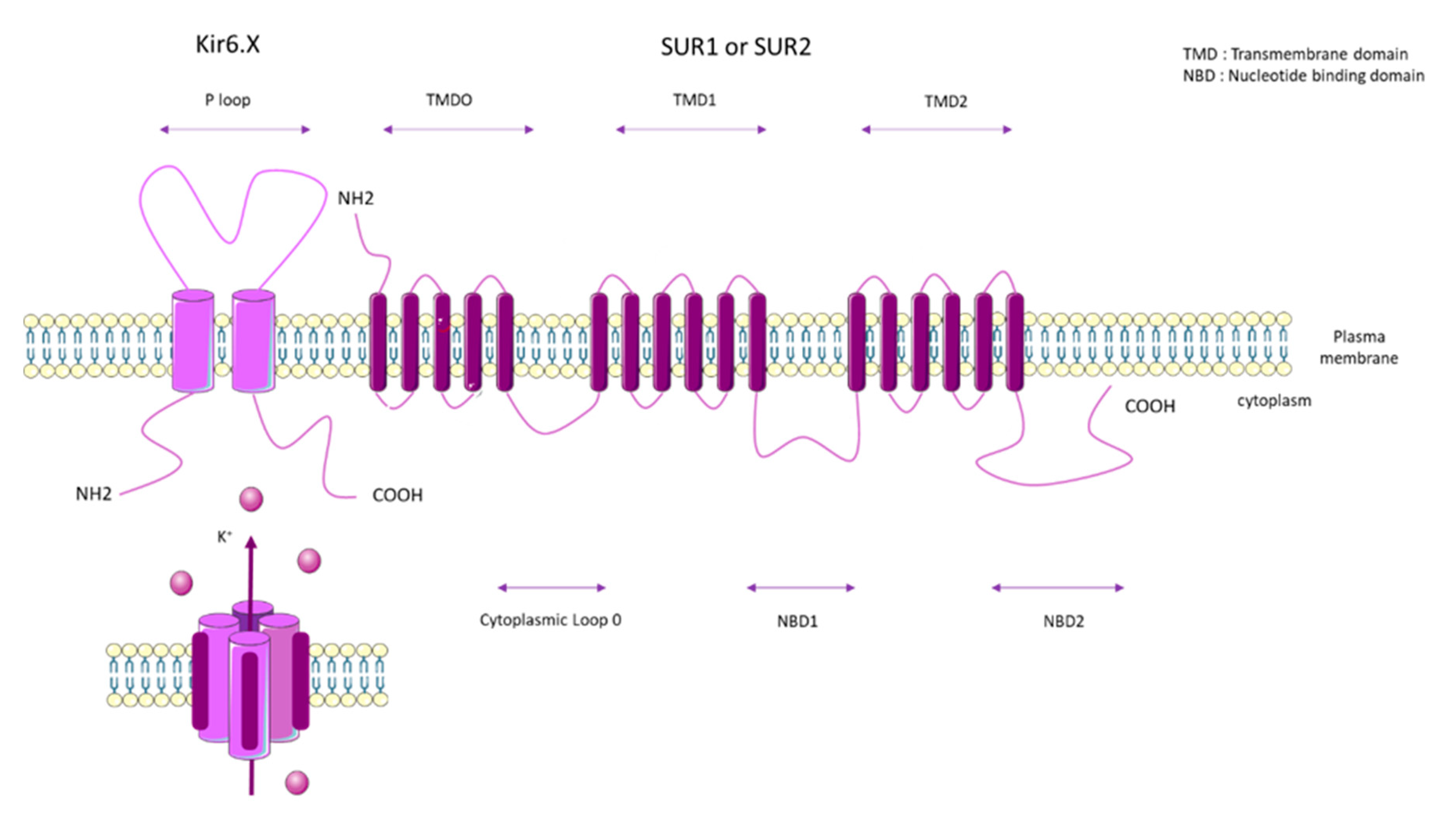 Biomolecules 10 01261 g004