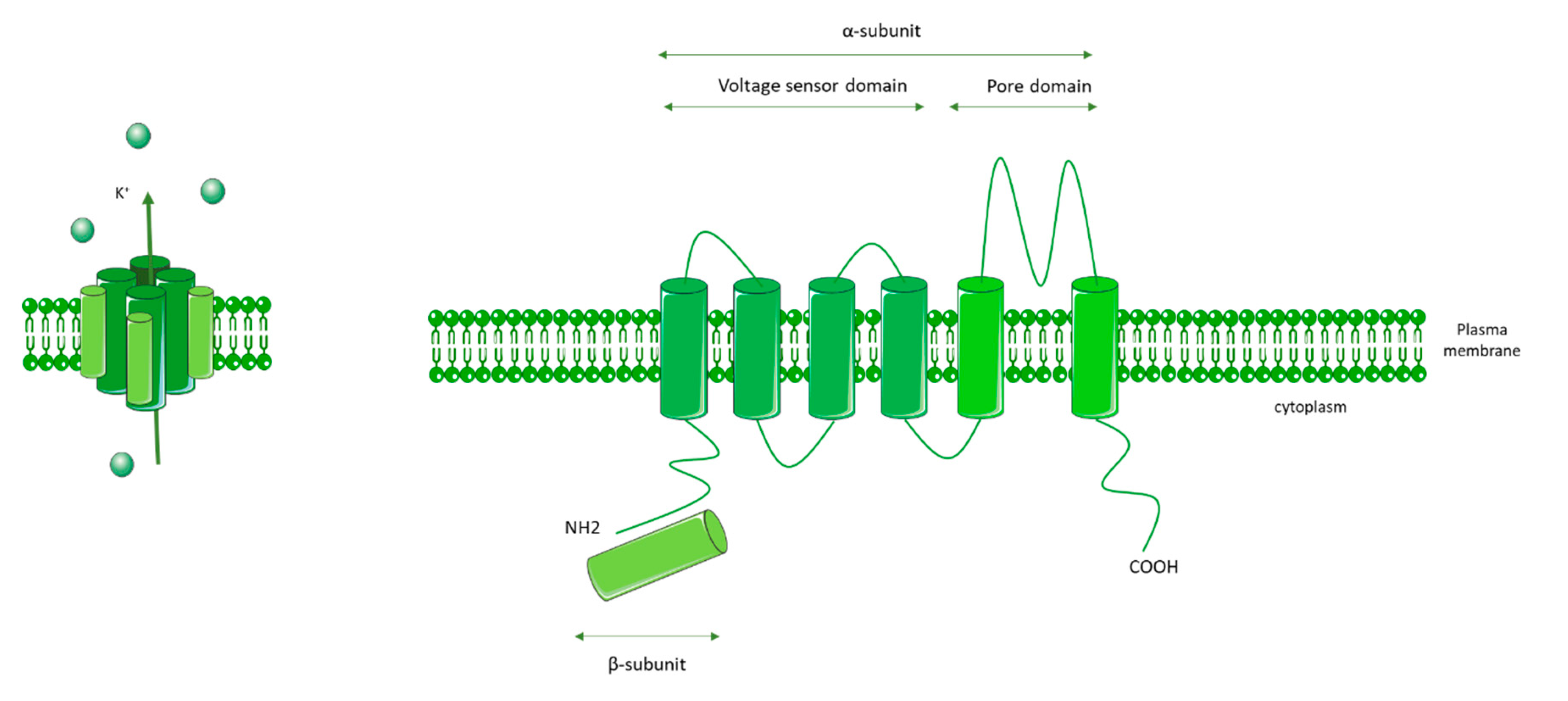 Biomolecules 10 01261 g006