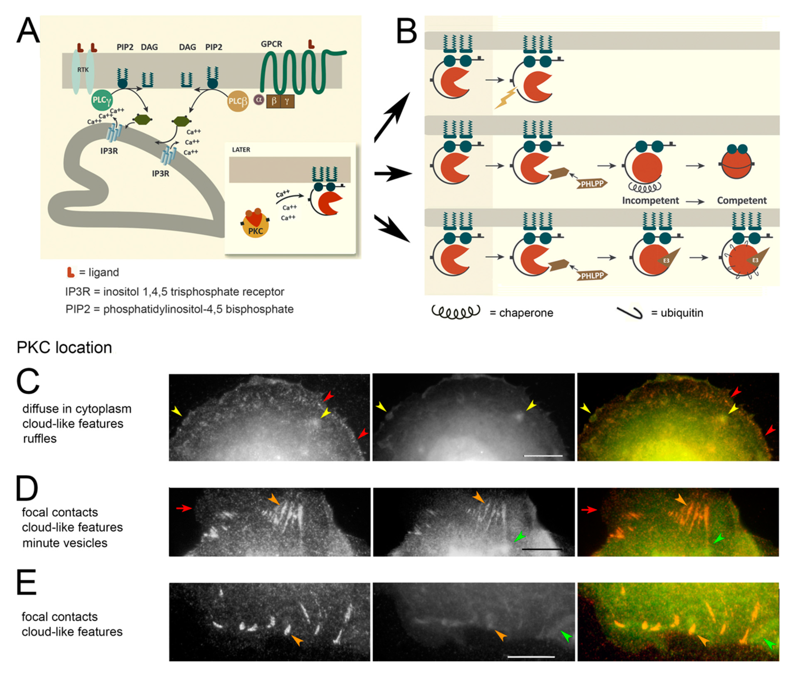 Biomolecules 10 01288 g001 Biomolecules 10 01288 g001