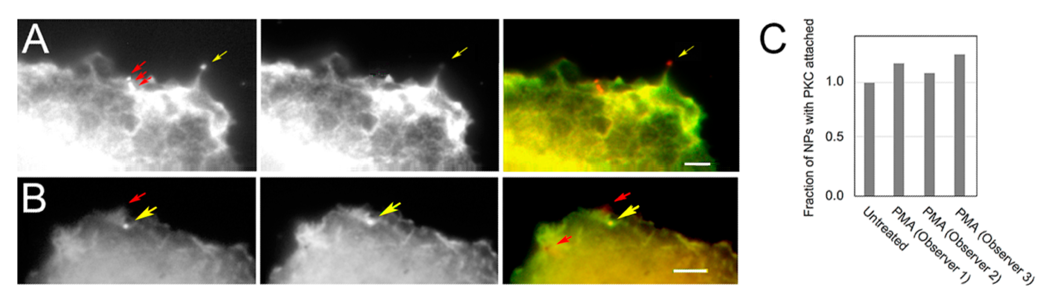 Biomolecules 10 01288 g002 Biomolecules 10 01288 g002