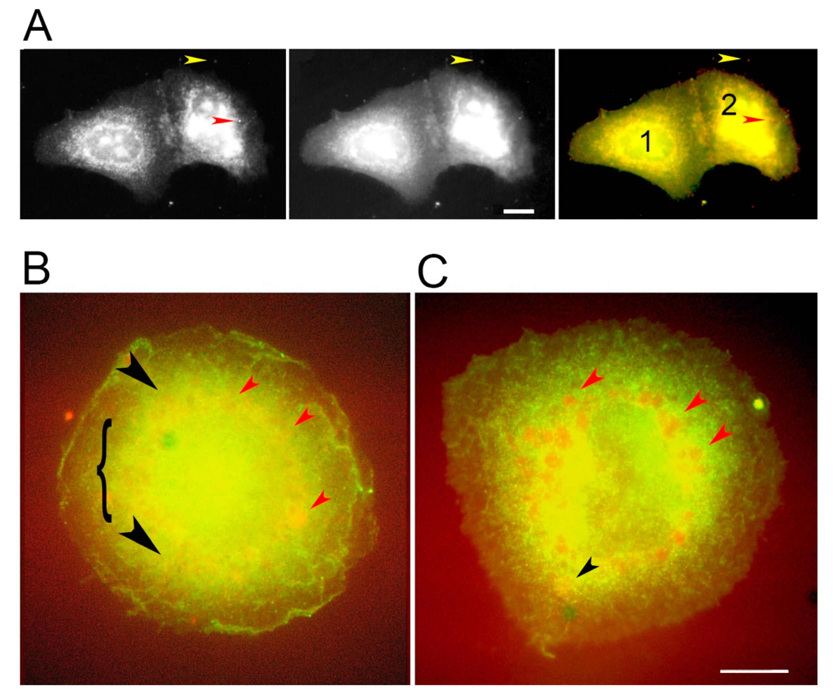 Biomolecules 10 01288 g004 Biomolecules 10 01288 g004