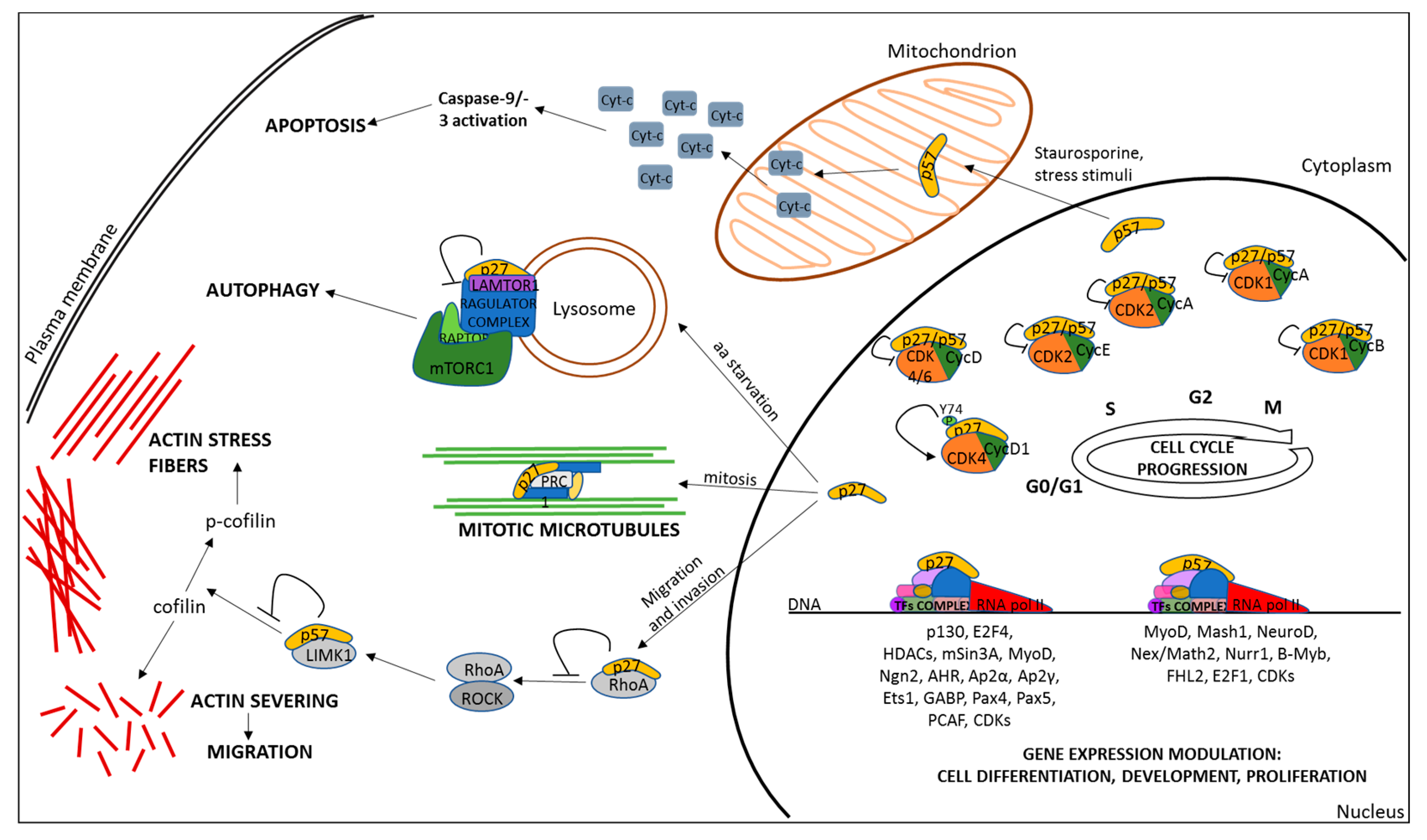 Biomolecules 10 01316 g002 Biomolecules 10 01316 g002