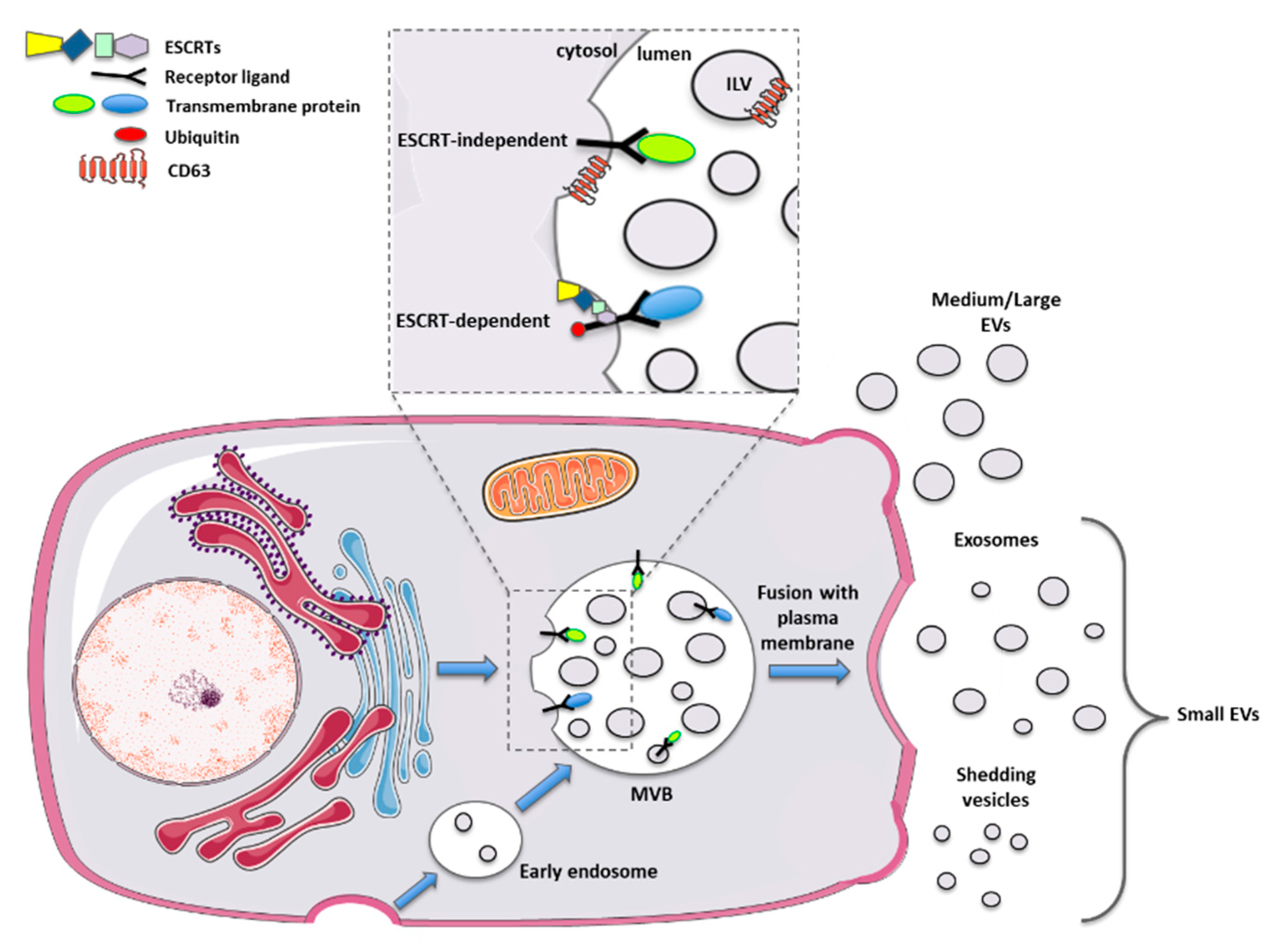 Biomolecules 10 01327 g001