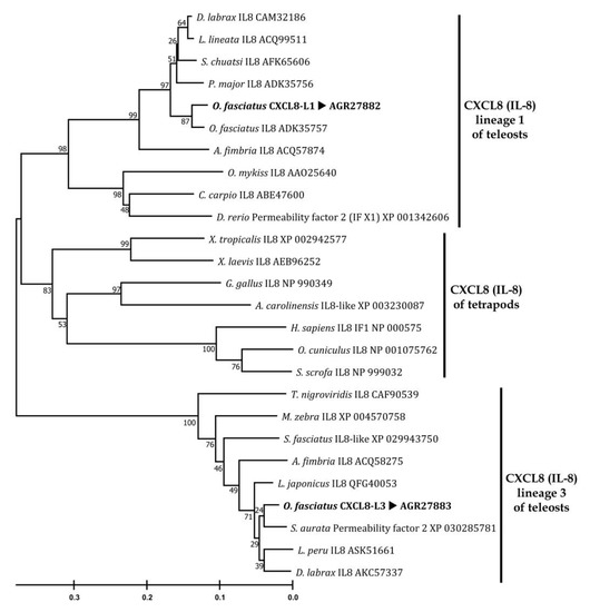 Biomolecules Free Full Text Comparative Characterization Of Two Cxcl8 Homologs In Oplegnathus Fasciatus Genomic Transcriptional And Functional Analyses Html