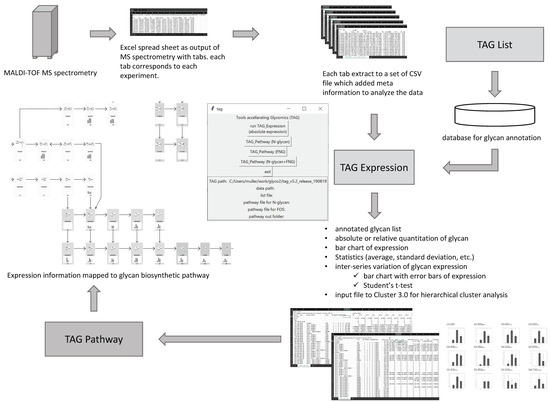 Mass Spectrometric and Glycan Microarray–Based Characterization of