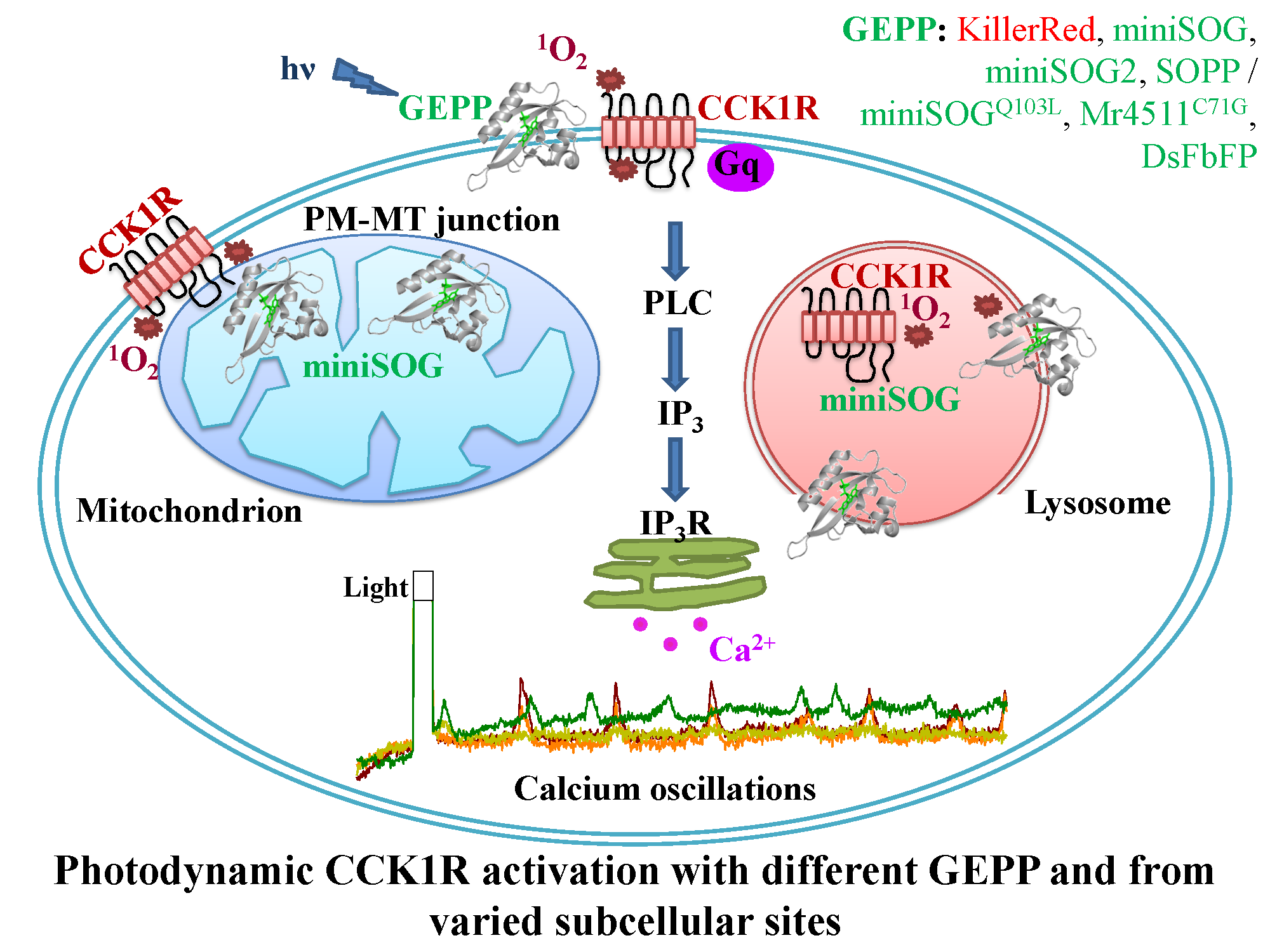 Biomolecules | Free Full-Text | Photodynamic Activation Of ...