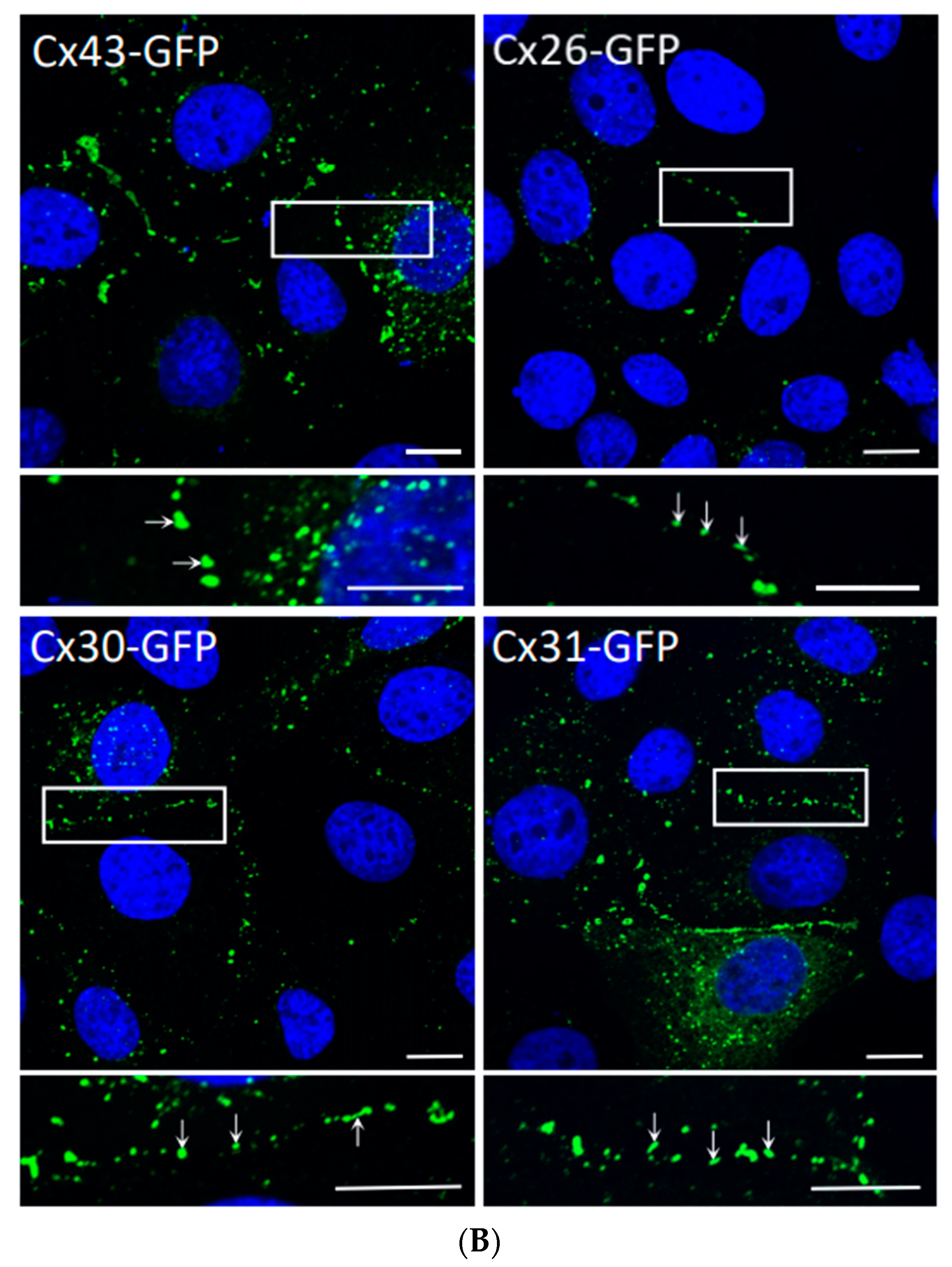 Biomolecules 10 01443 g002b Biomolecules 10 01443 g002b