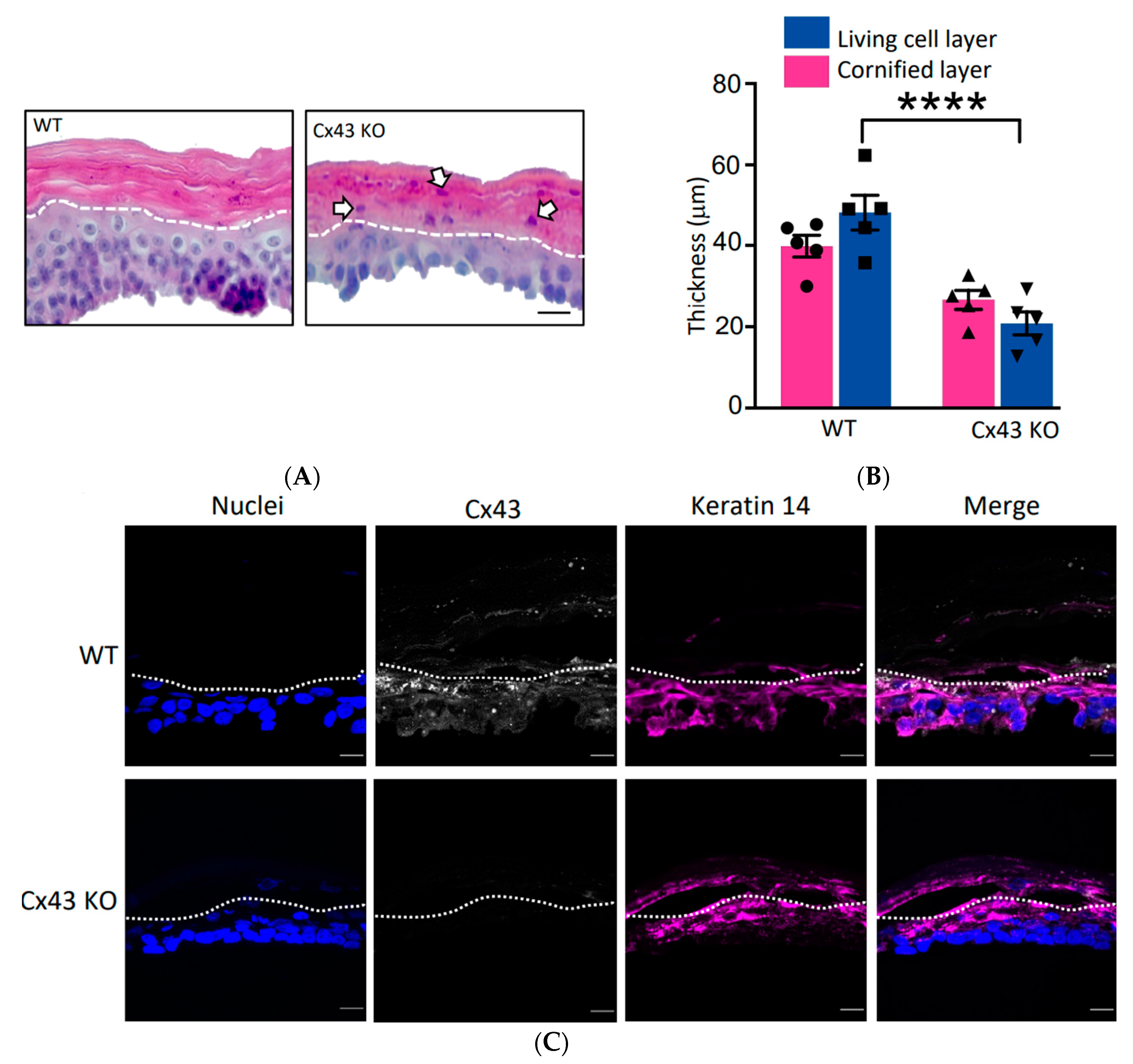 Biomolecules 10 01443 g005a Biomolecules 10 01443 g005a