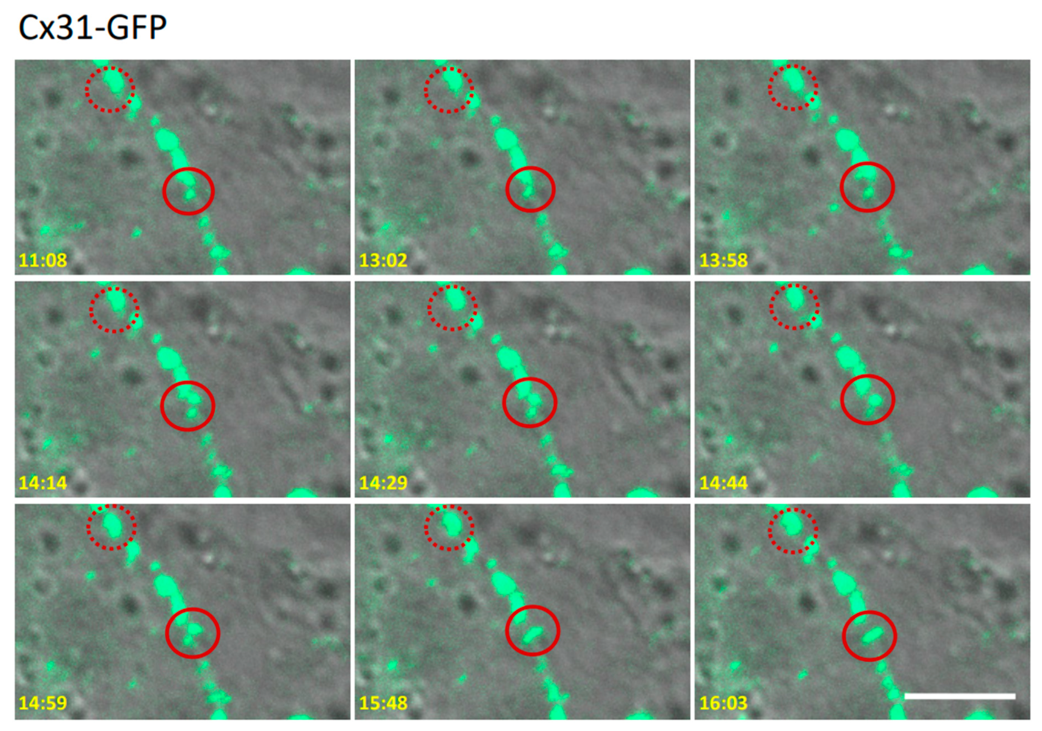 Biomolecules 10 01443 g008 Biomolecules 10 01443 g008
