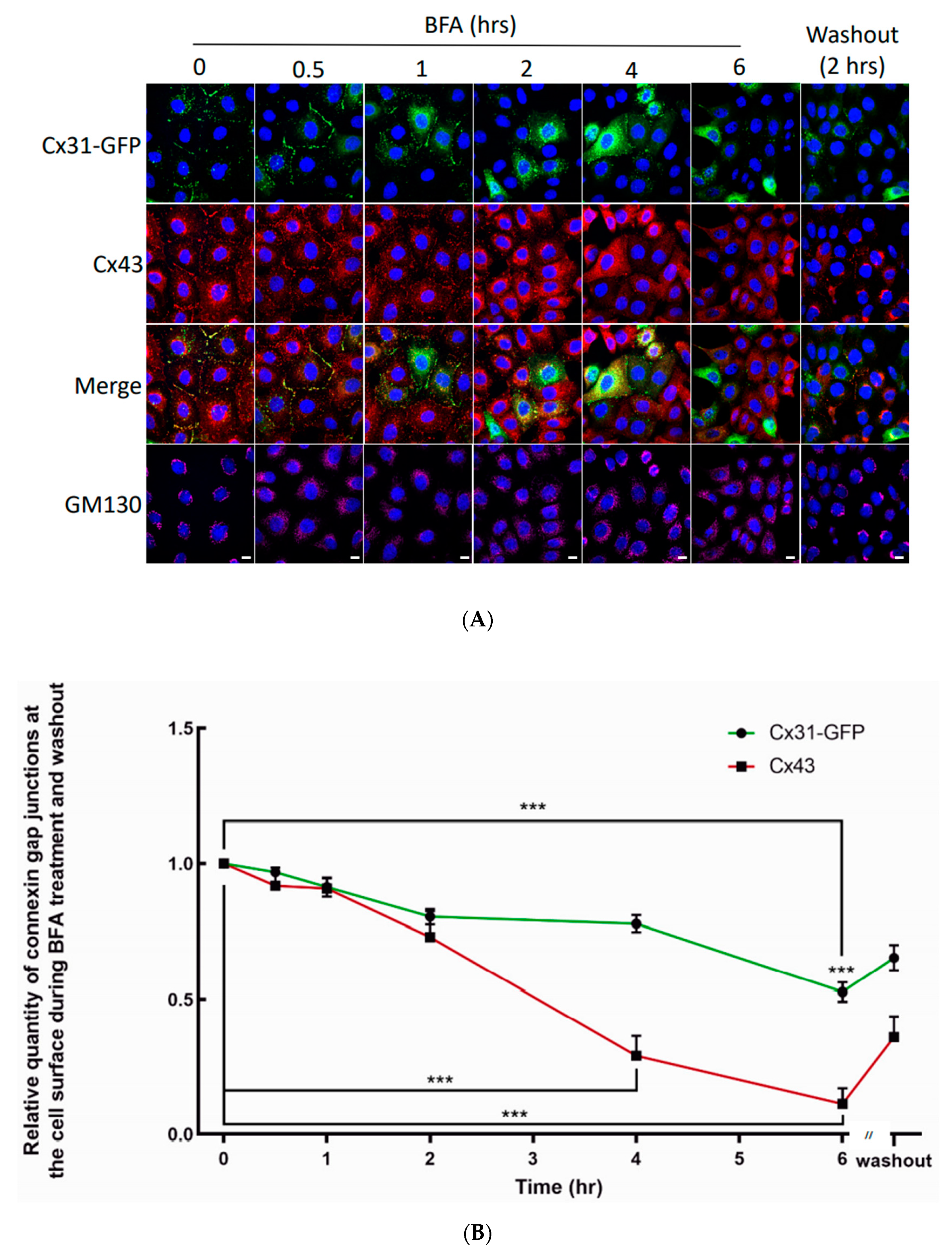 Biomolecules 10 01443 g009 Biomolecules 10 01443 g009