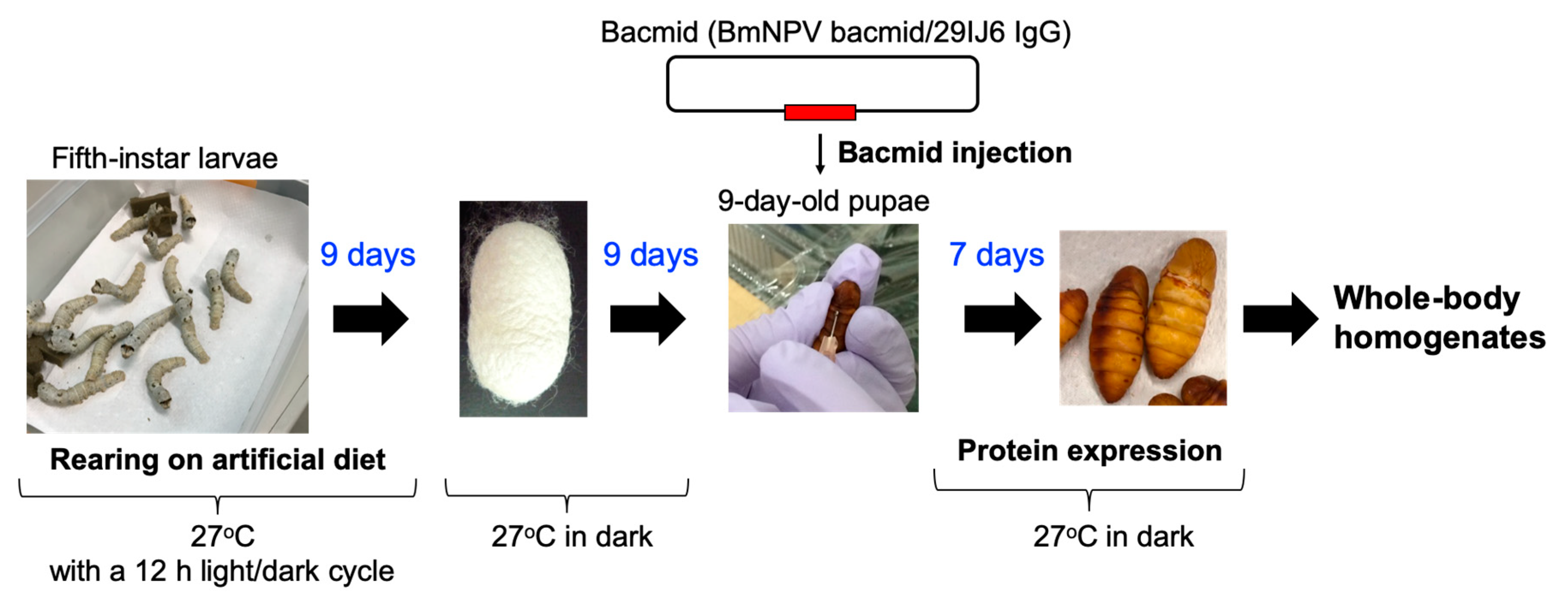 Biomolecules 10 01482 g001 Biomolecules 10 01482 g001