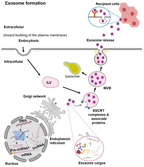 miR-130a and Tgfβ Content in Extracellular Vesicles Derived from