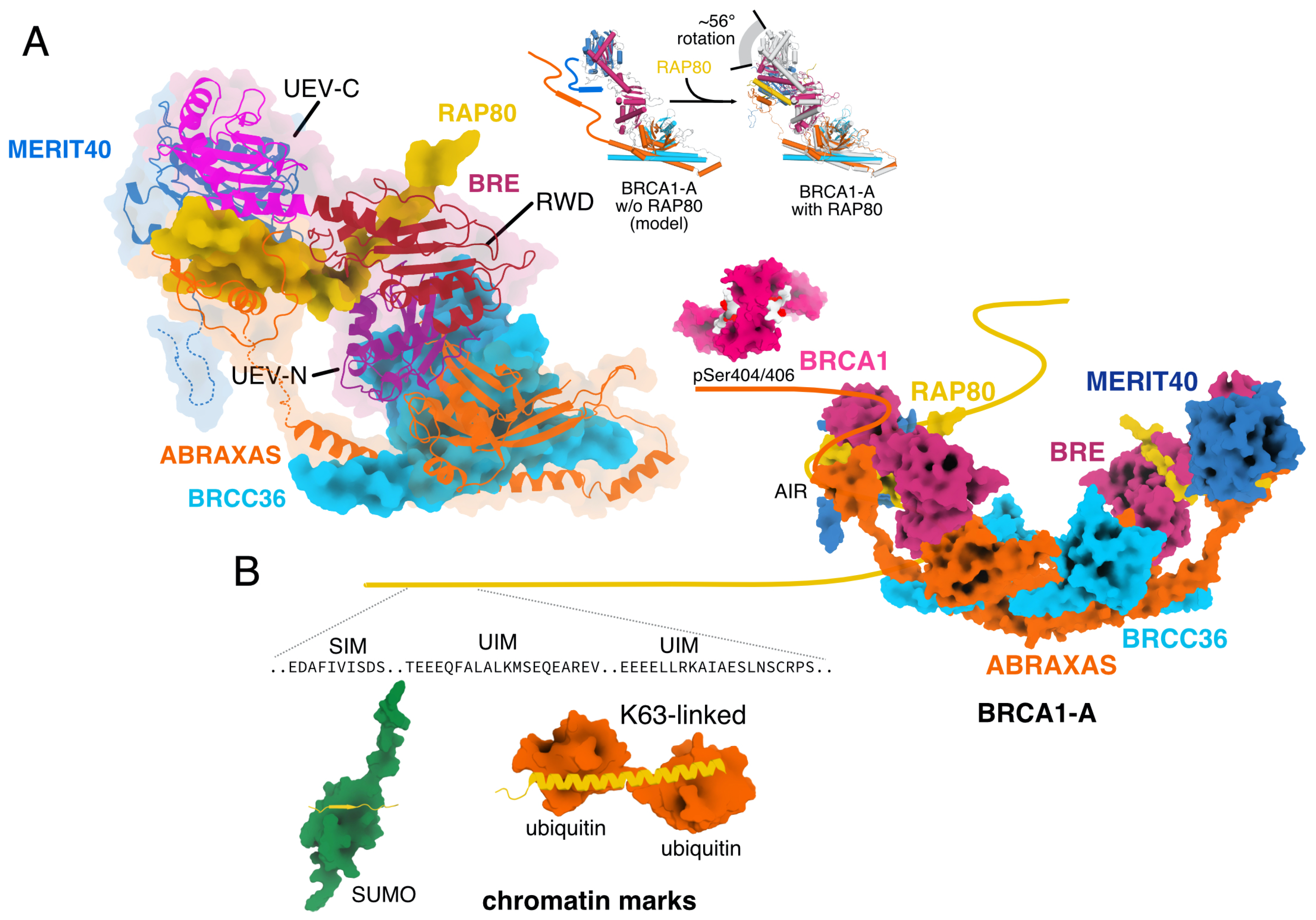 Biomolecules 10 01503 g002 Biomolecules 10 01503 g002