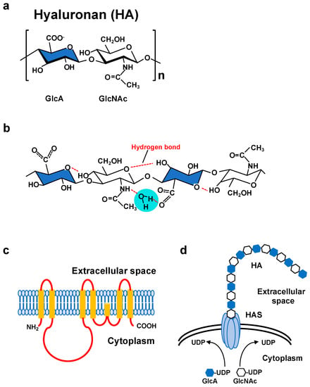 Biomolecules | Free Full-Text | Hyaluronan: Metabolism And Function