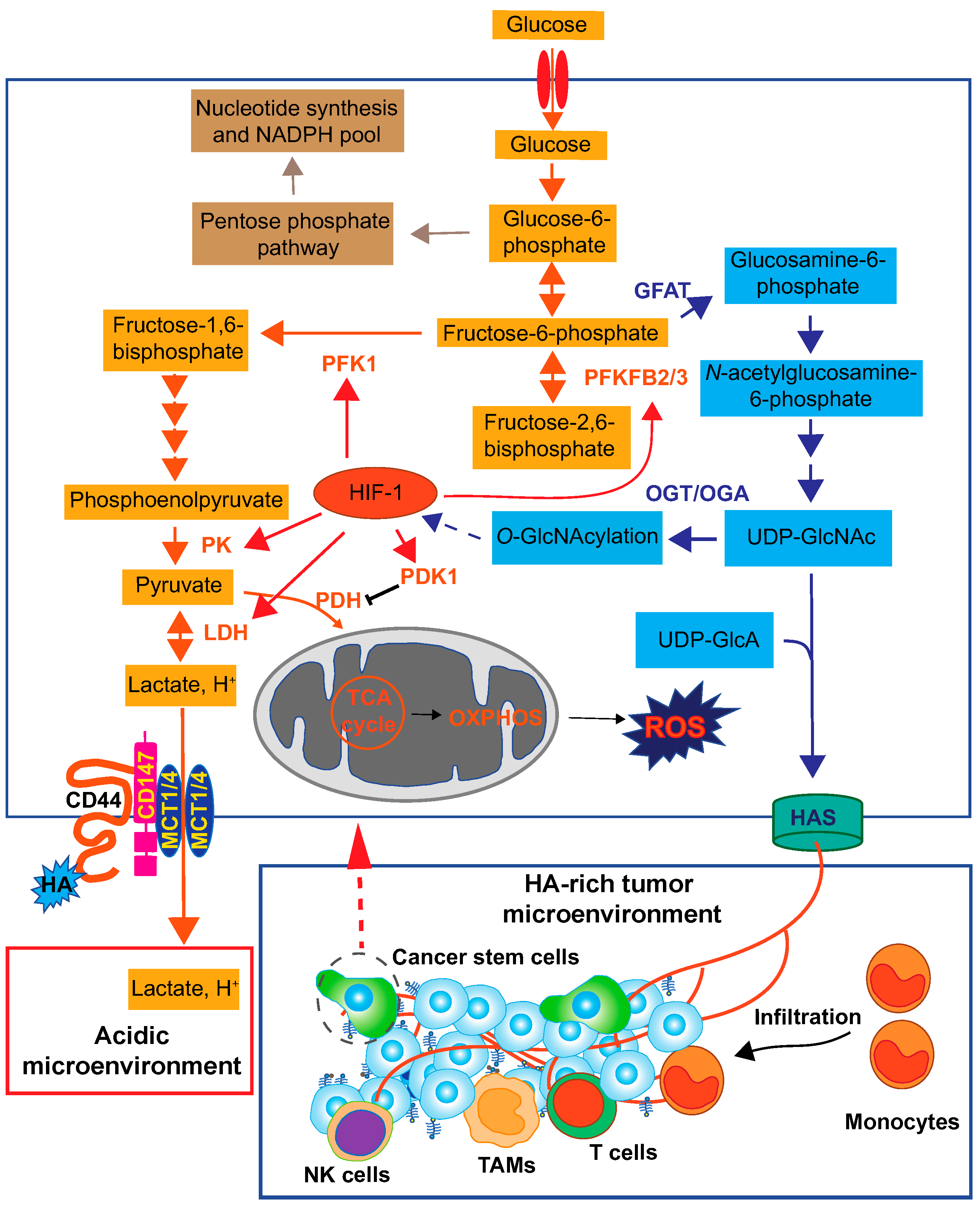 Biomolecules | Free Full-Text | Hyaluronan: Metabolism And Function