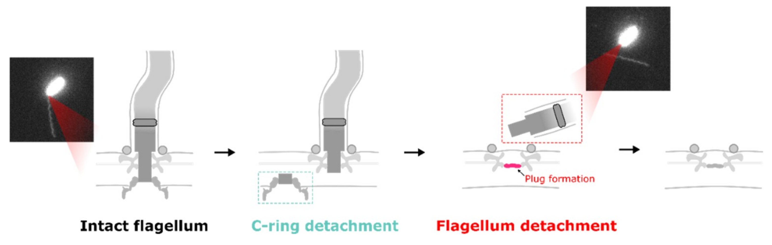 Biomolecules 10 01528 g005 Biomolecules 10 01528 g005