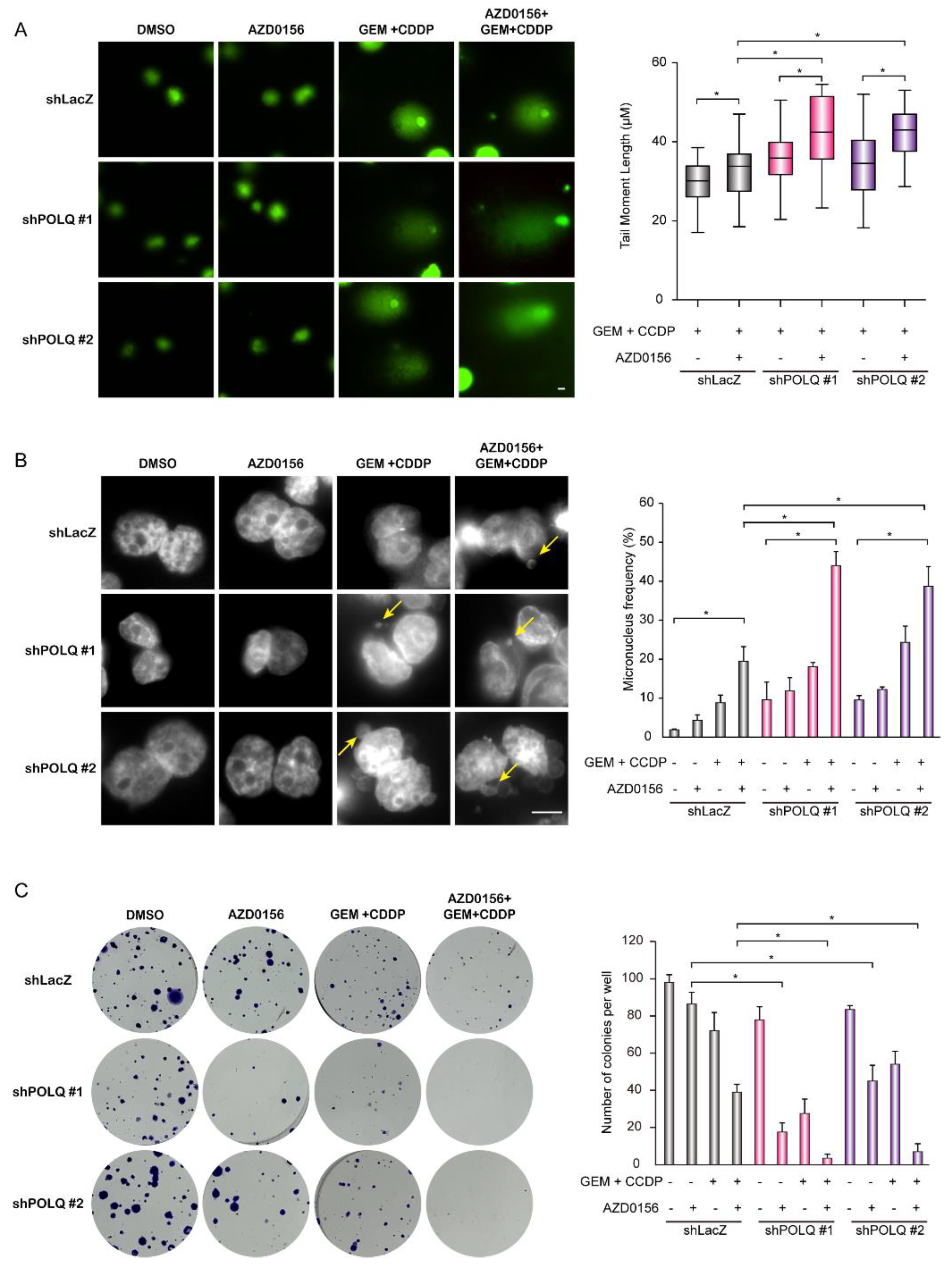 Biomolecules 10 01529 g007 Biomolecules 10 01529 g007