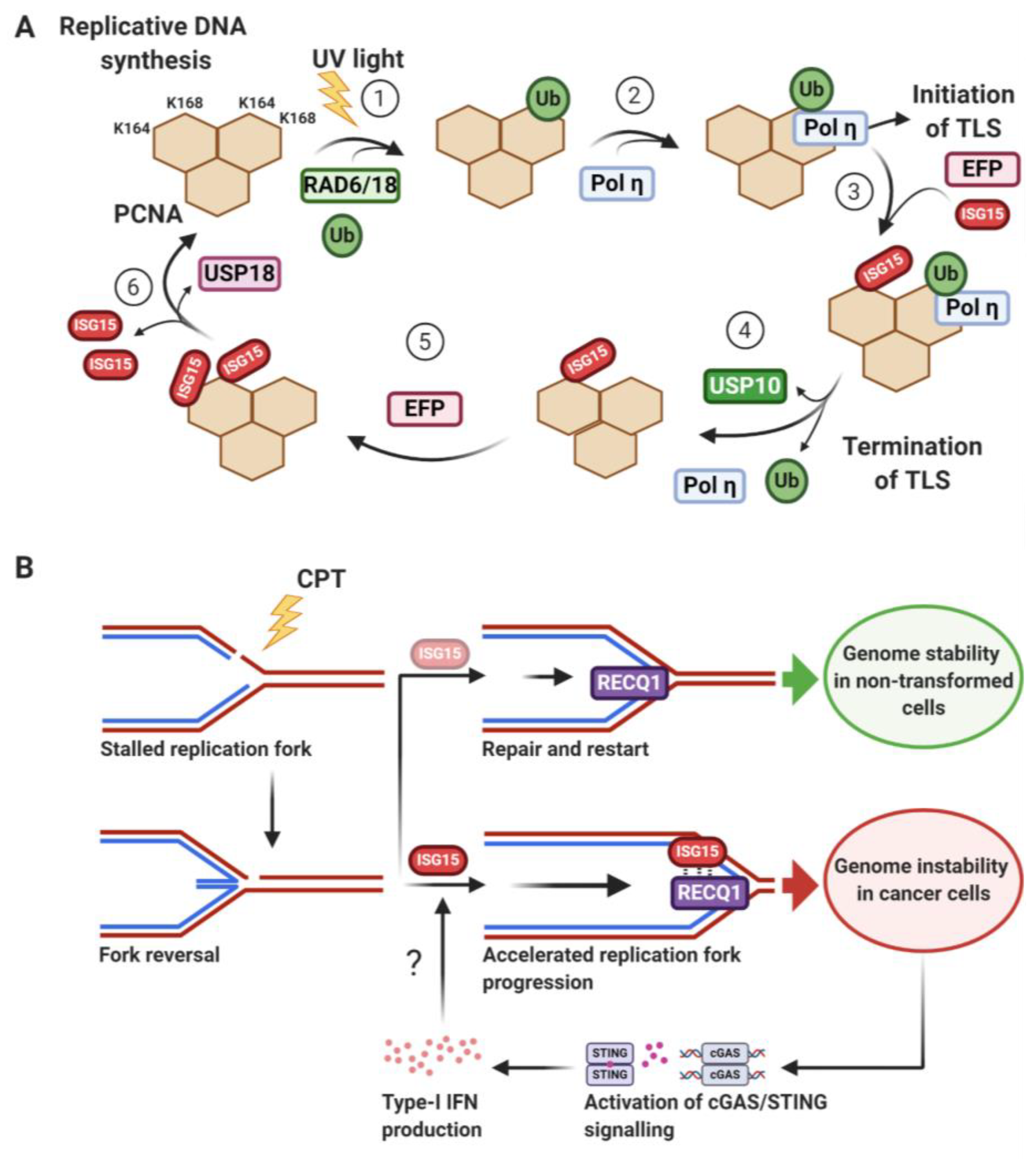 Biomolecules 10 01557 g006 Biomolecules 10 01557 g006