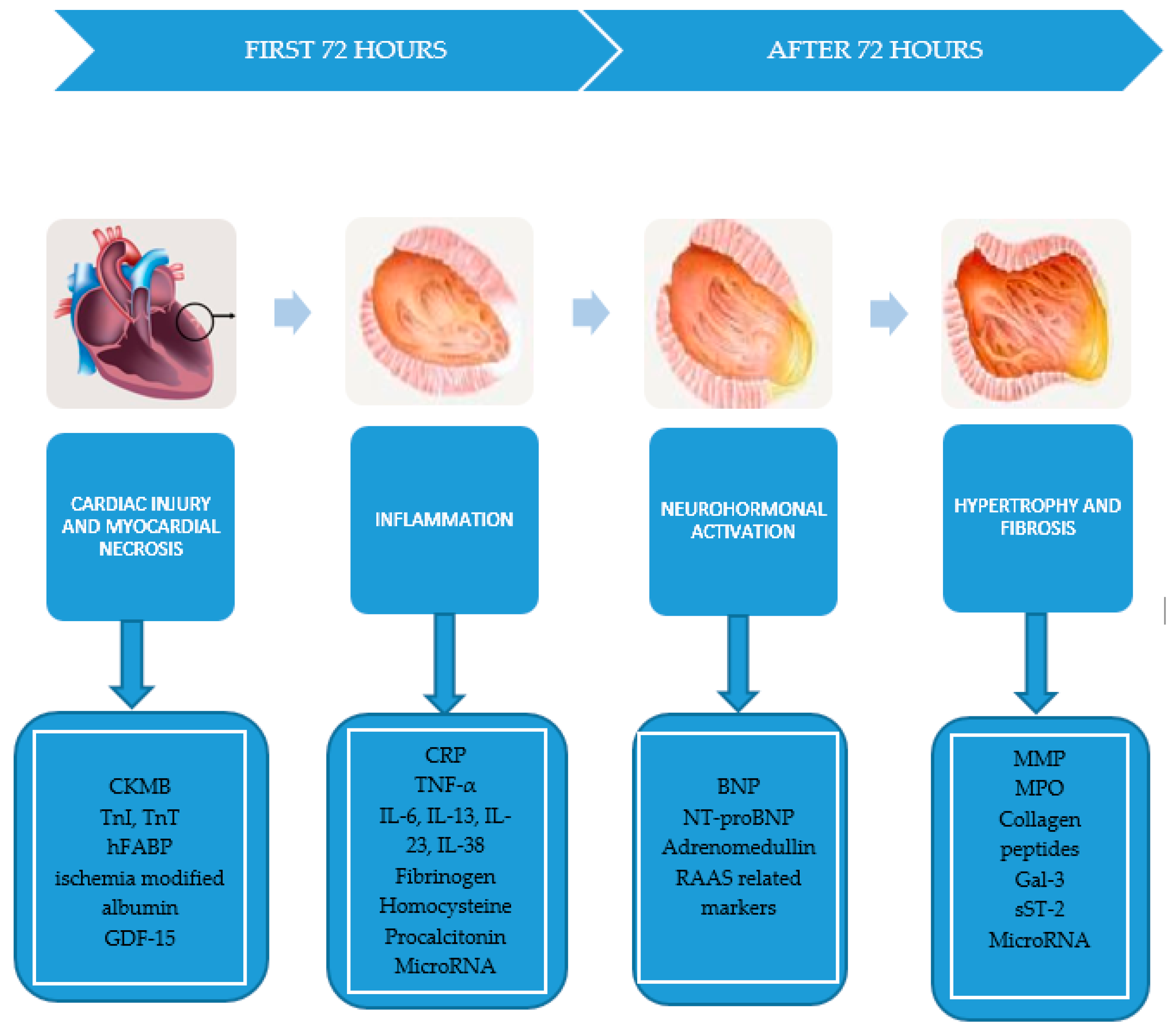 Biomolecules | Free Full-Text | Post-Myocardial Infarction Ventricular  Remodeling Biomarkers—The Key Link between Pathophysiology and Clinic | HTML