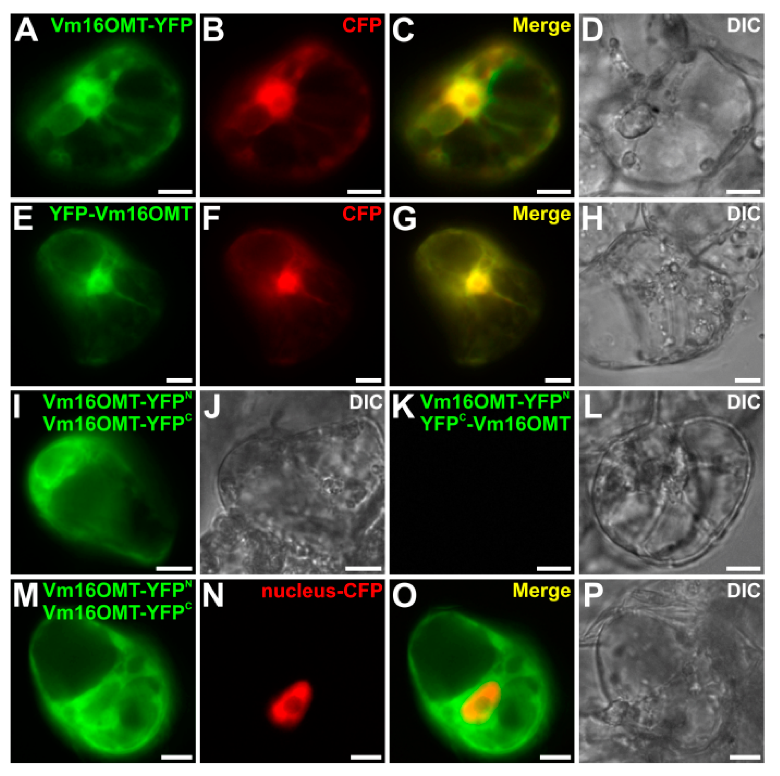 Biomolecules 10 01595 g009