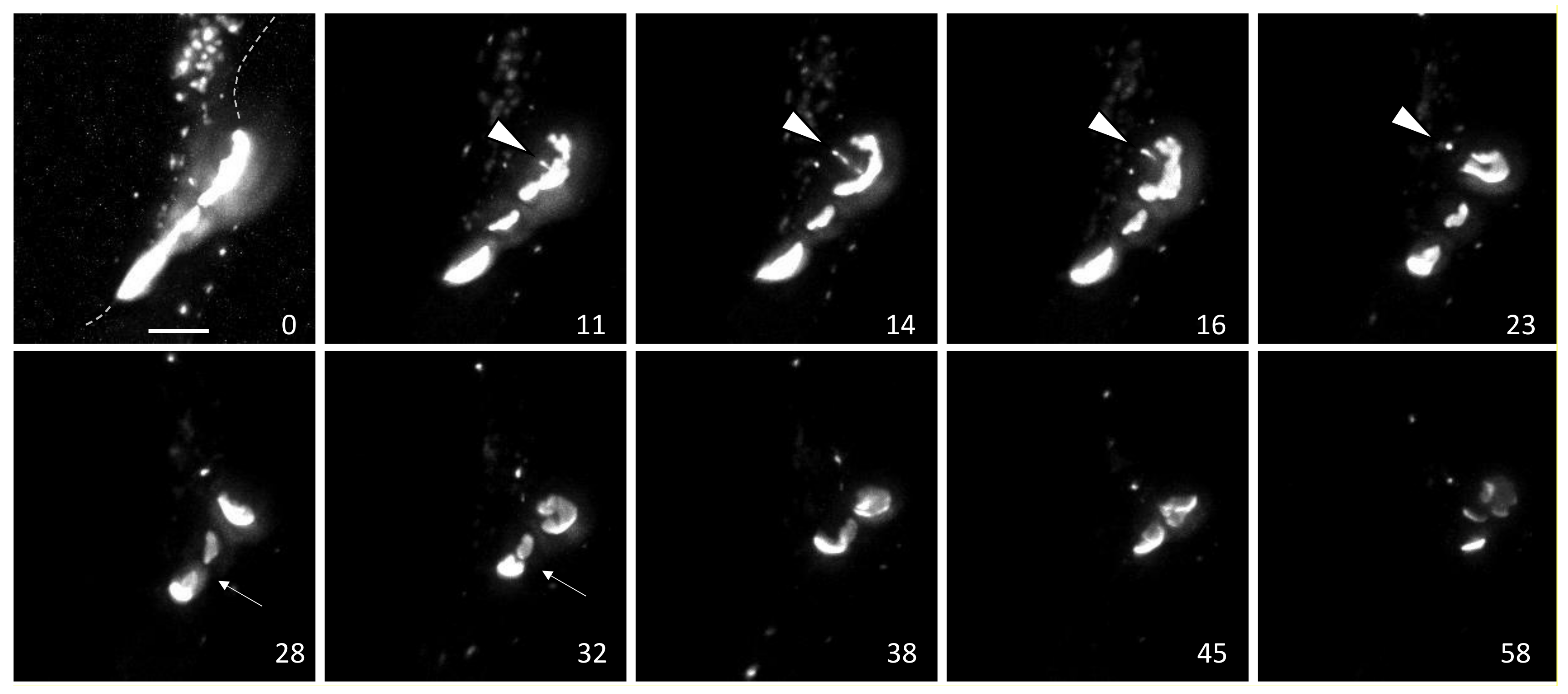 Biomolecules 10 01596 g001 Biomolecules 10 01596 g001