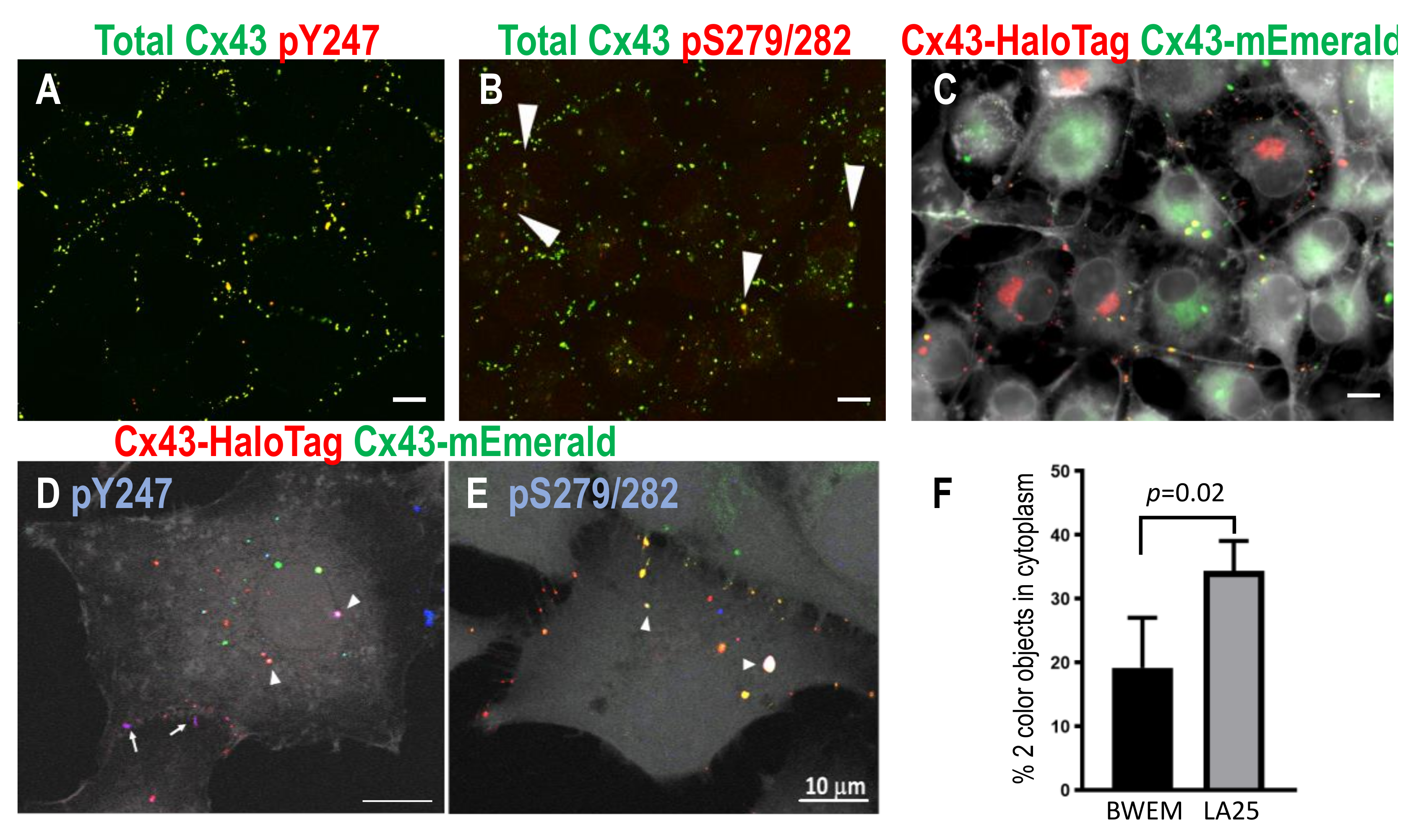 Biomolecules 10 01596 g004 Biomolecules 10 01596 g004