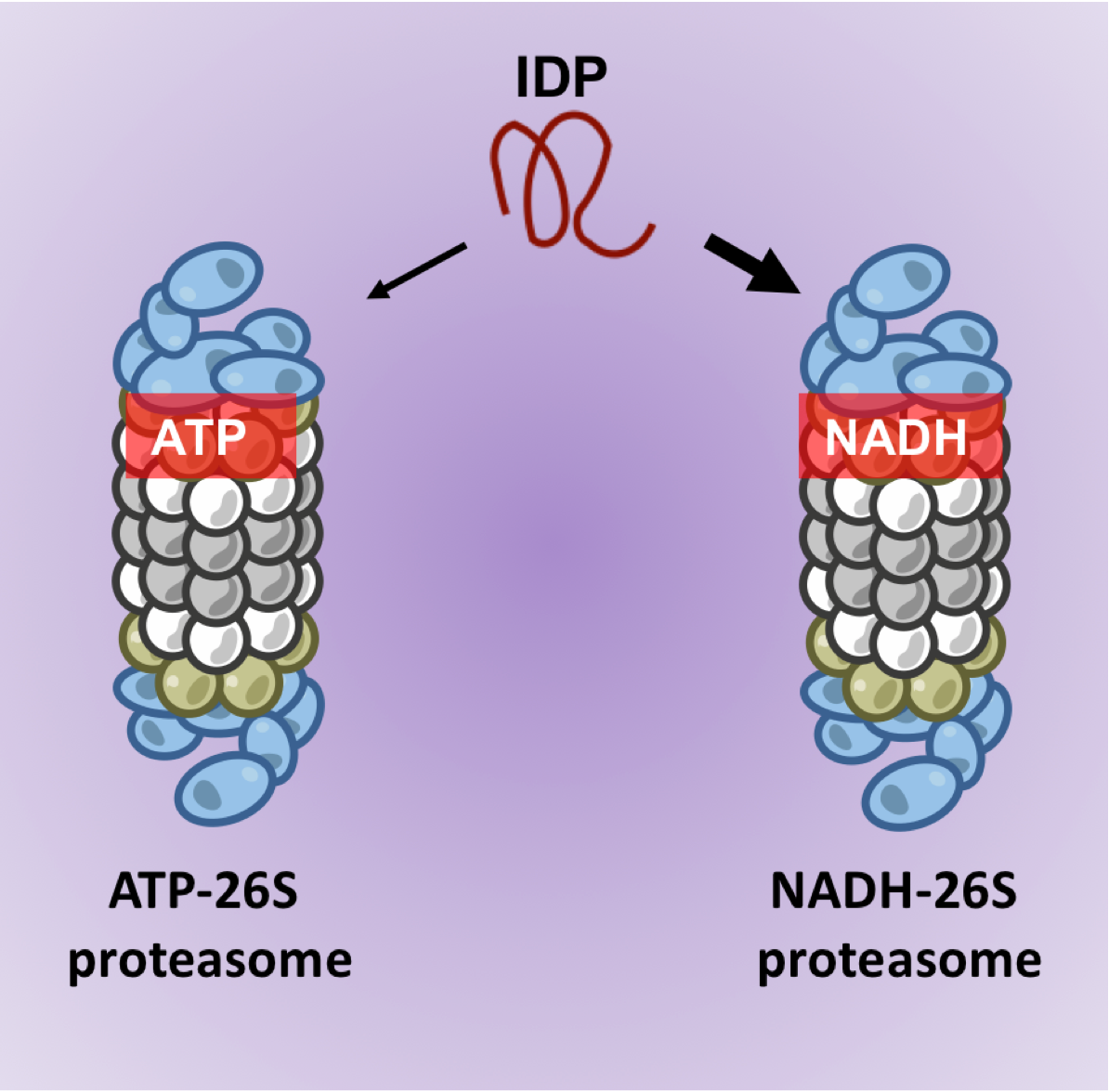 Biomolecules Free Full Text Degradation Of Intrinsically Disordered Proteins By The Nadh 26s Proteasome