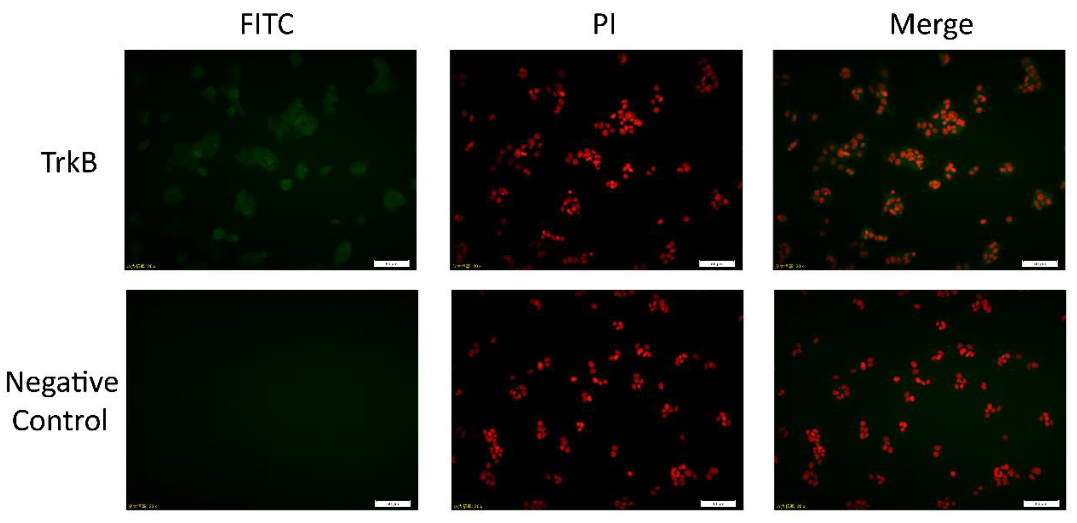 Biomolecules 10 01645 g001 Biomolecules 10 01645 g001