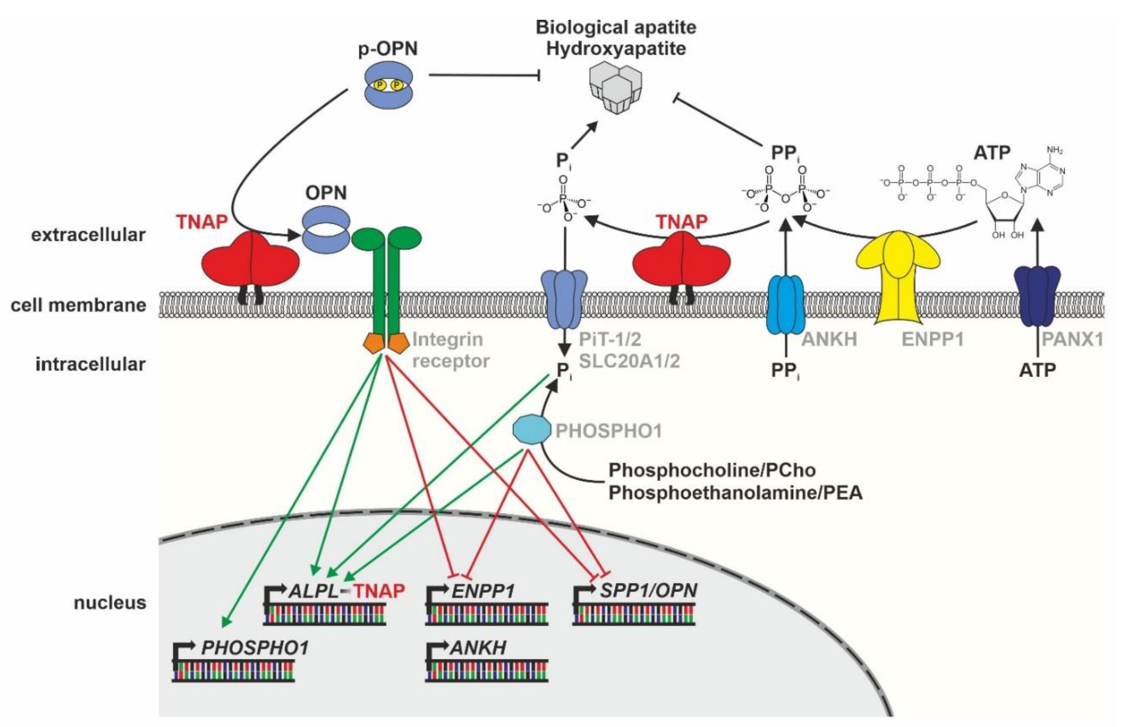 Biomolecules 10 01648 g002 Biomolecules 10 01648 g002
