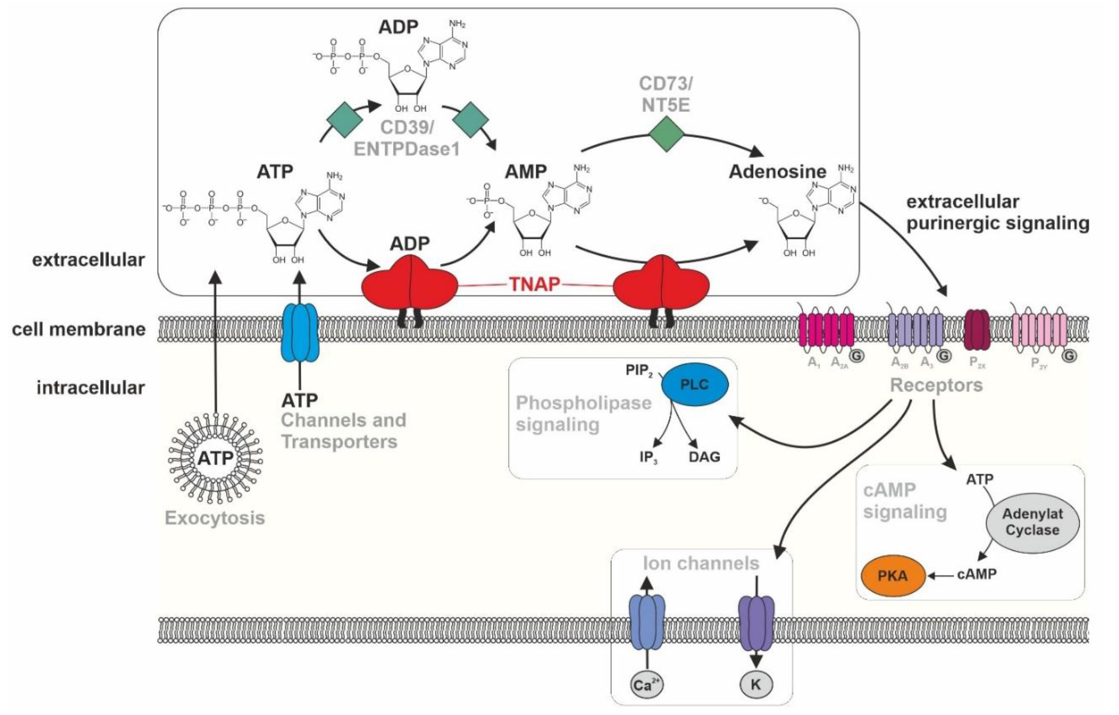 Biomolecules 10 01648 g003 Biomolecules 10 01648 g003
