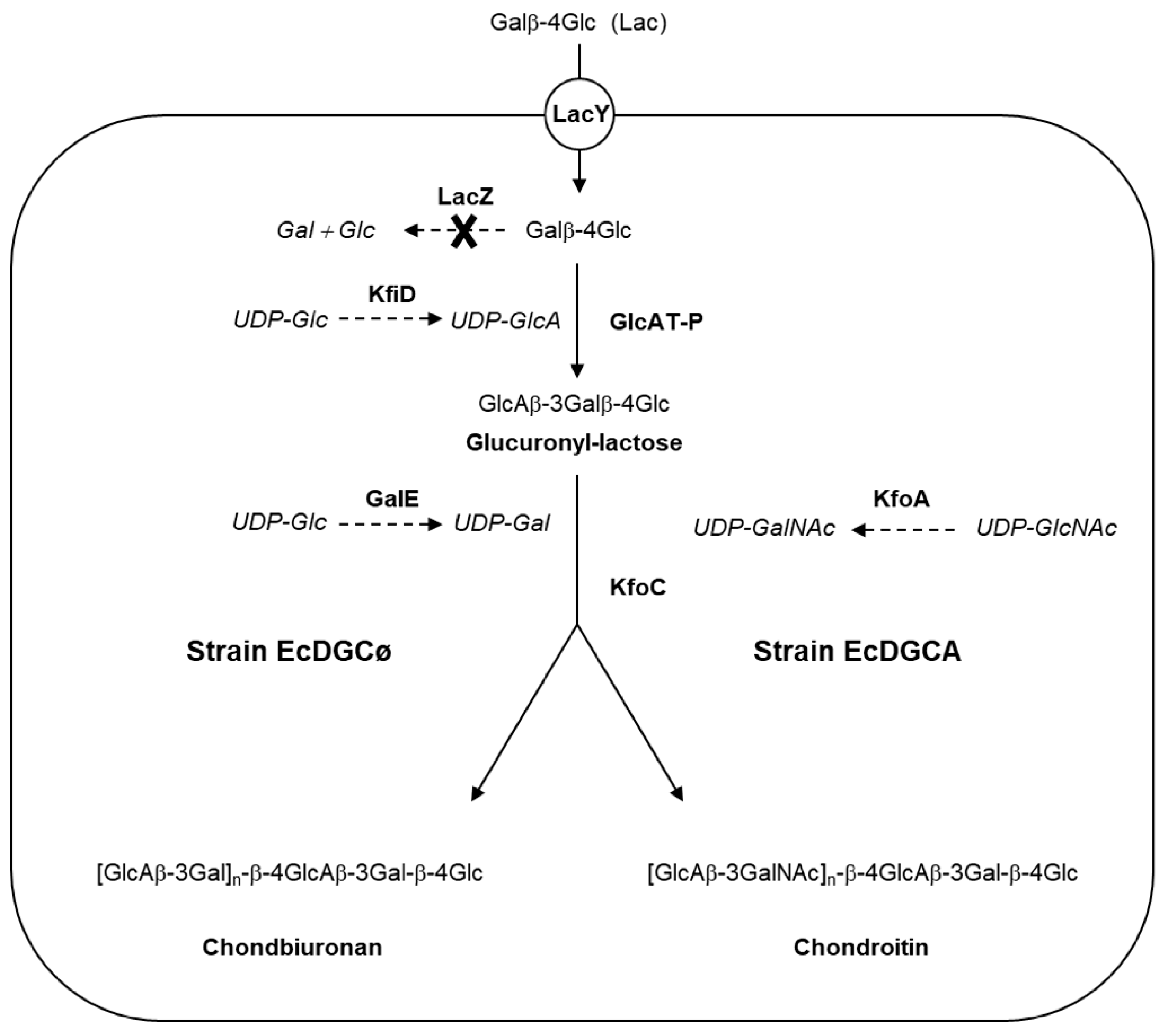 Biomolecules 10 01667 g001 Biomolecules 10 01667 g001