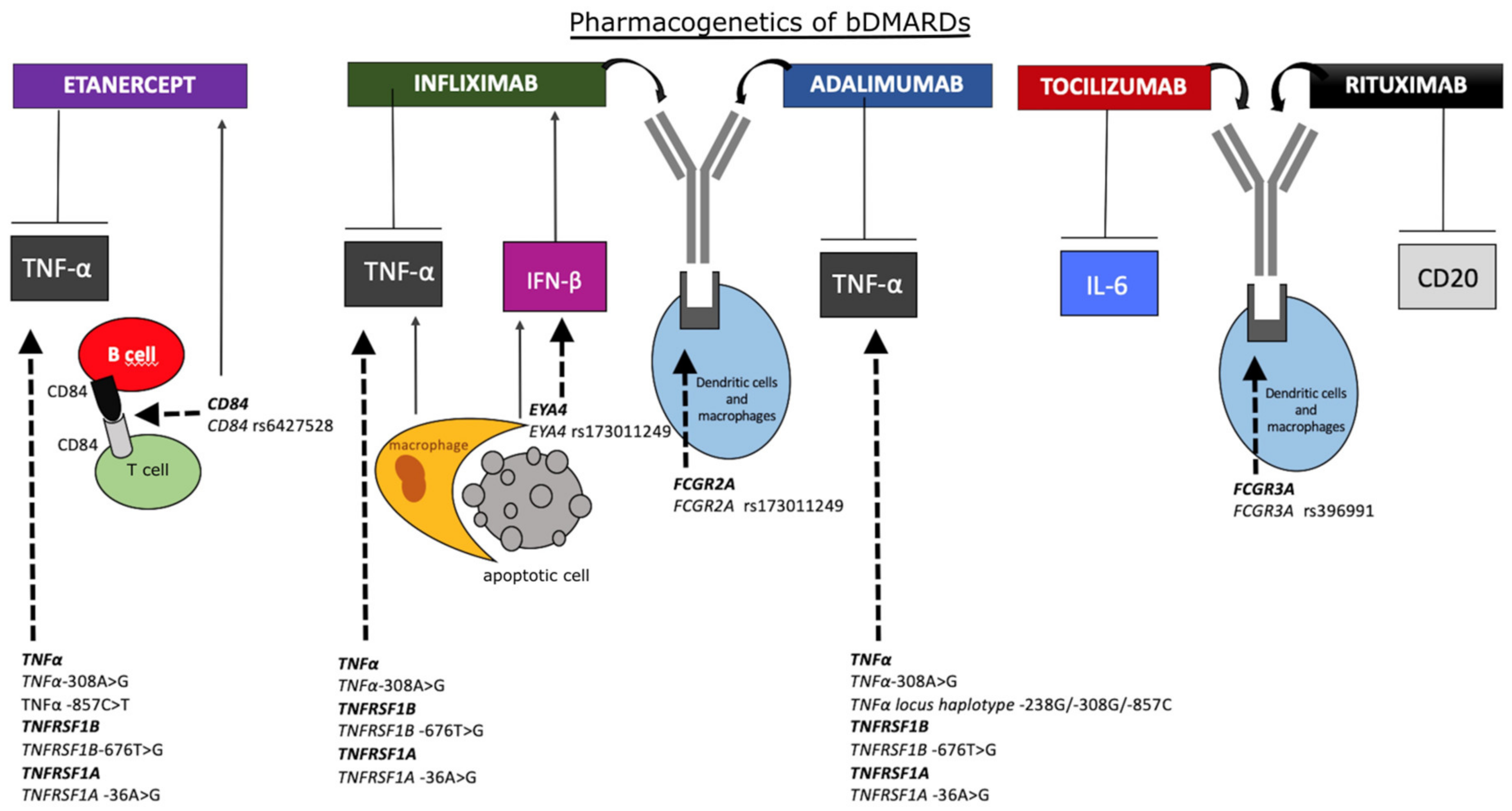 Frontiers  An orally available small molecule that targets soluble TNF to  deliver anti-TNF biologic-like efficacy in rheumatoid arthritis