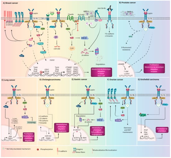 Growth Hormone Is Secreted by Normal Breast Epithelium upon Progesterone  Stimulation and Increases Proliferation of Stem/Progenitor Cells -  ScienceDirect