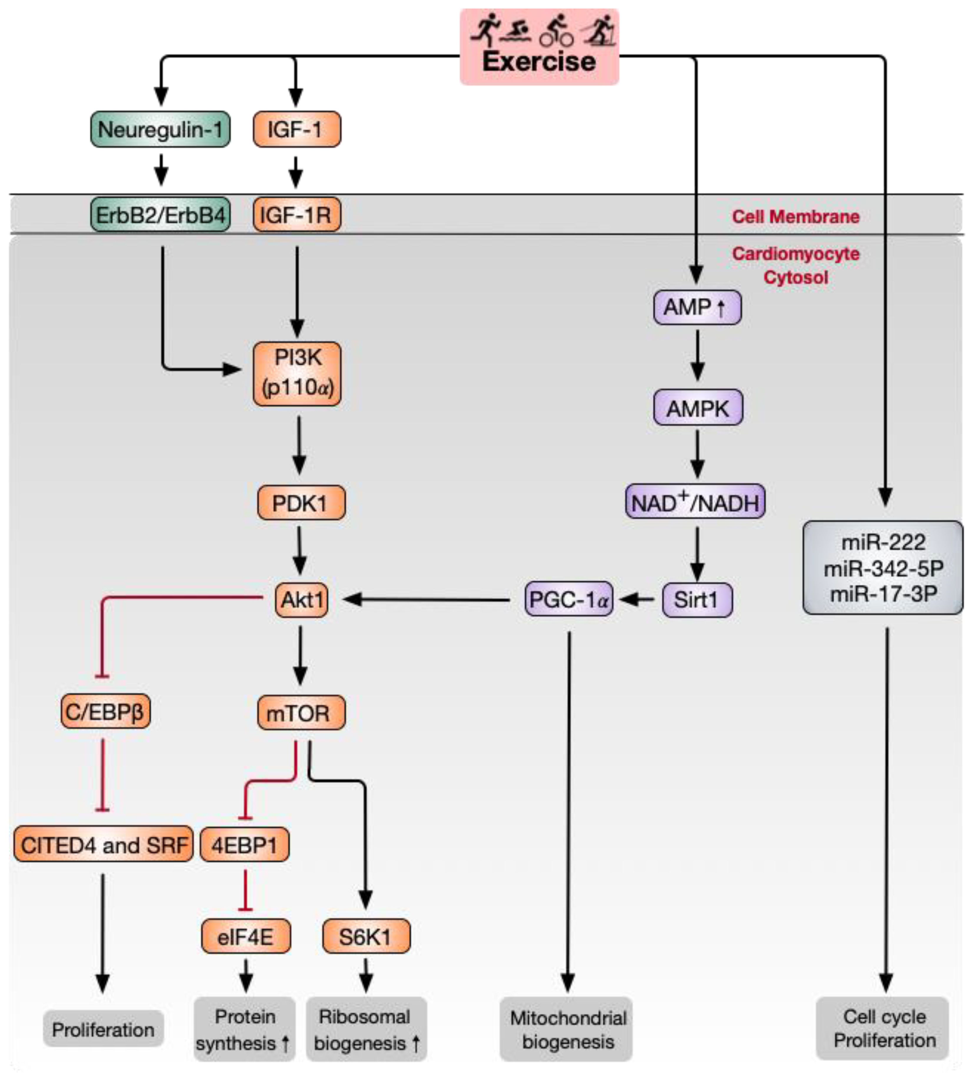 Biomolecules 11 00019 g002 Biomolecules 11 00019 g002