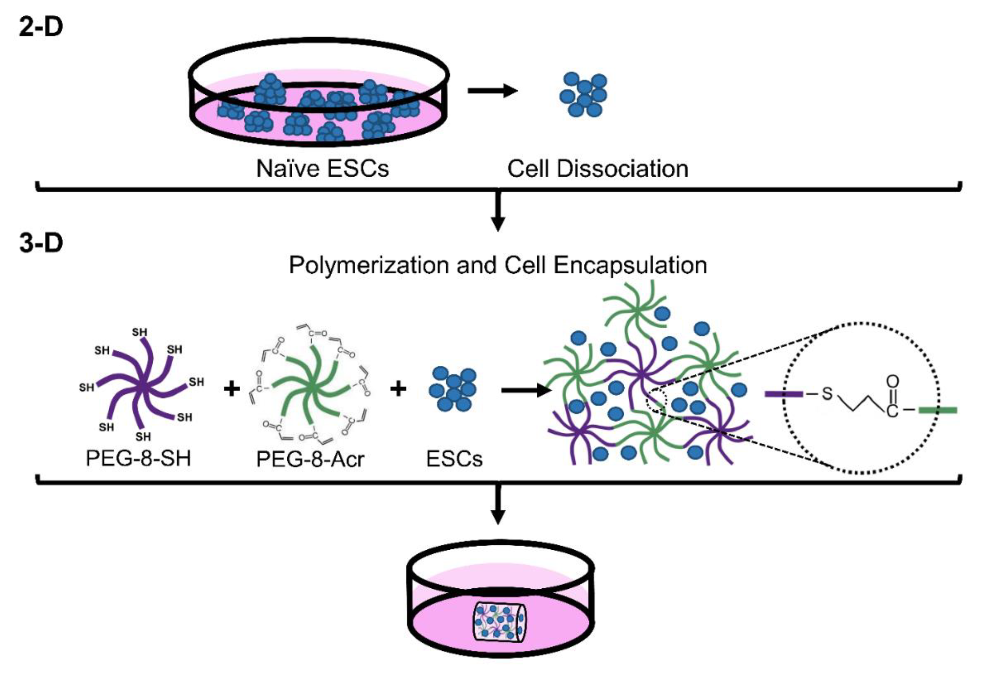 Biomolecules | Free Full-Text | Transcriptomic Analysis of Naïve Human  Embryonic Stem Cells Cultured in Three-Dimensional PEG Scaffolds | HTML