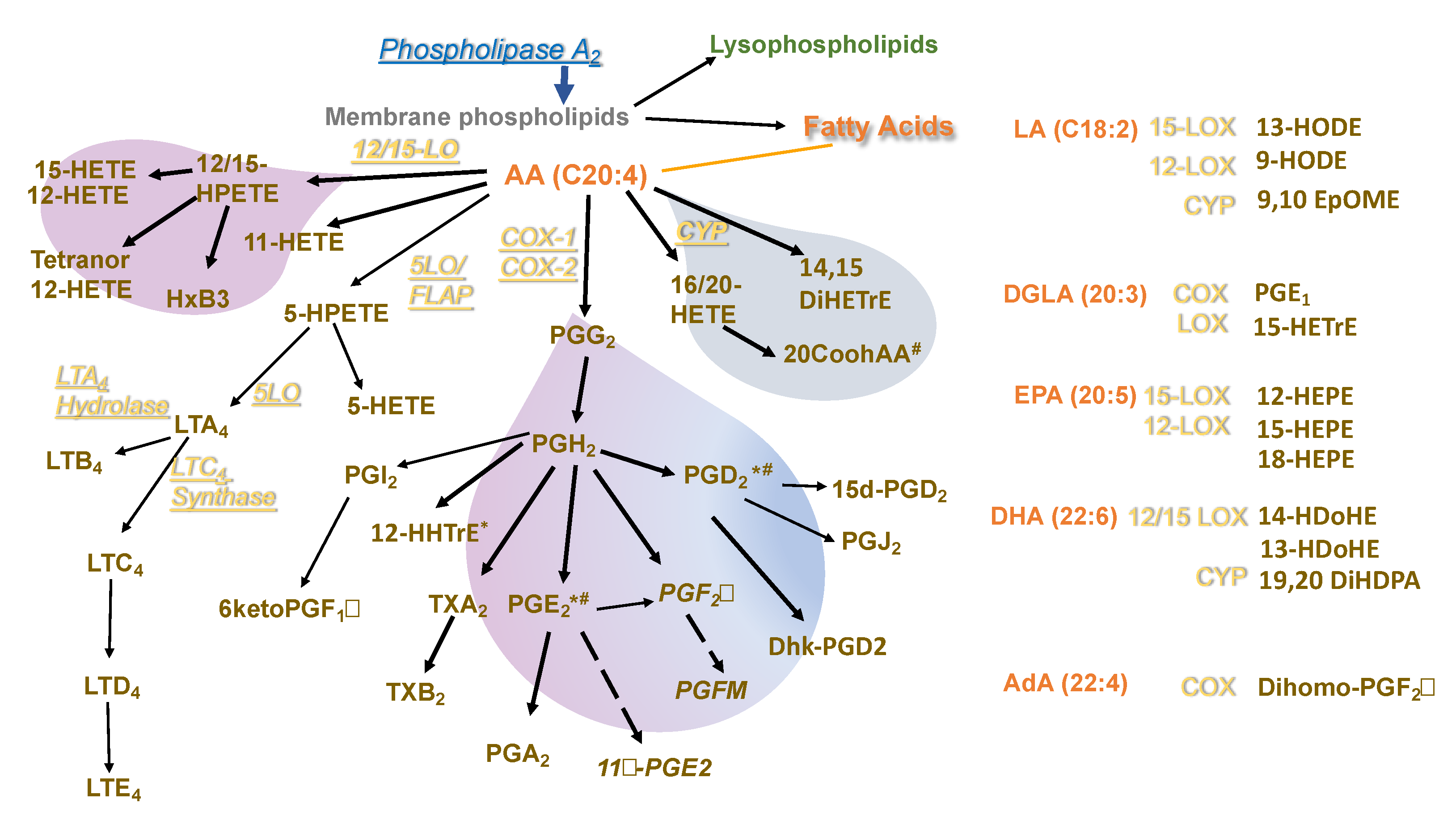 Biomolecules 11 00025 g006 Biomolecules 11 00025 g006